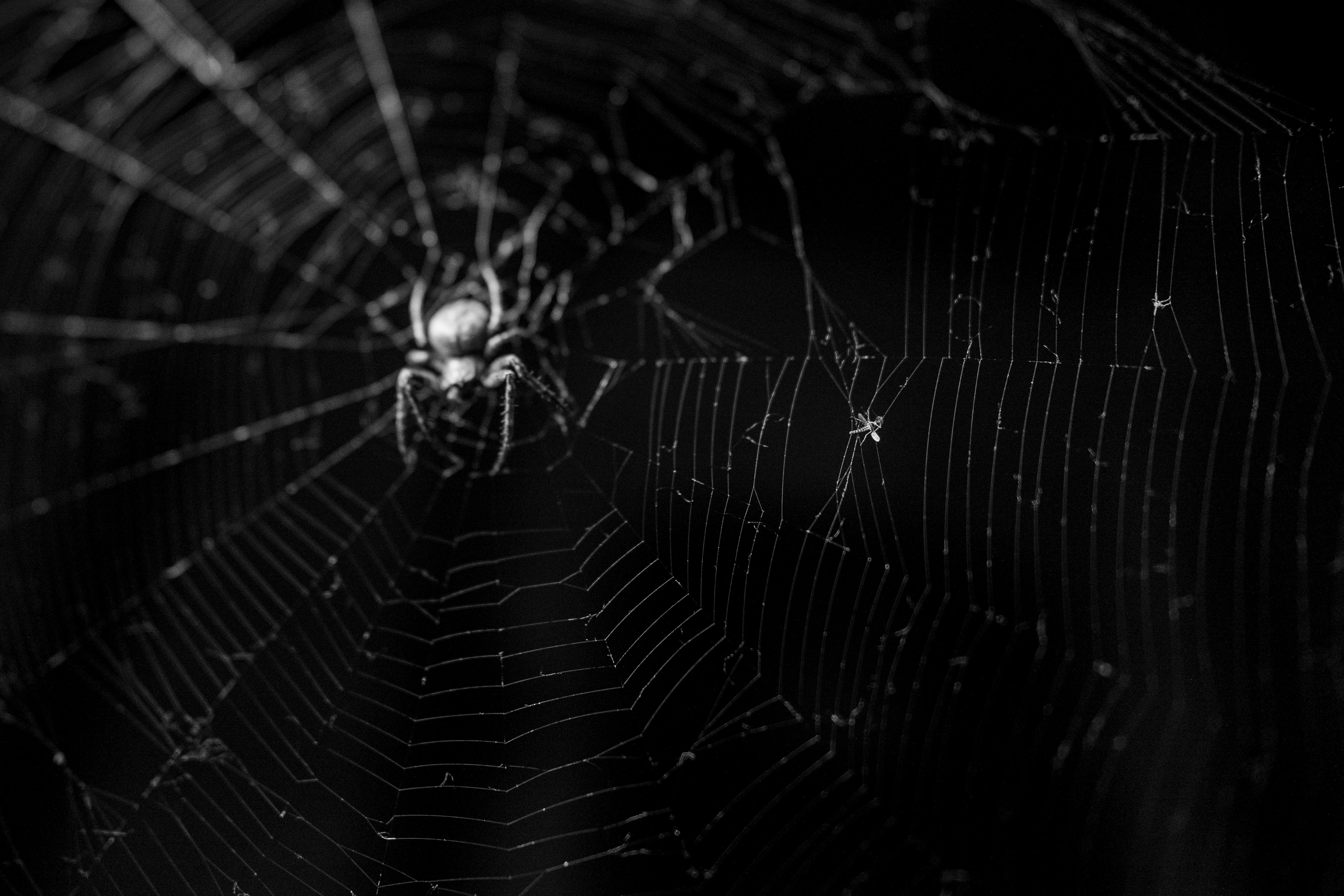 Free download wallpaper Spiders, Macro, Animal, Spider, Spider Web on your PC desktop