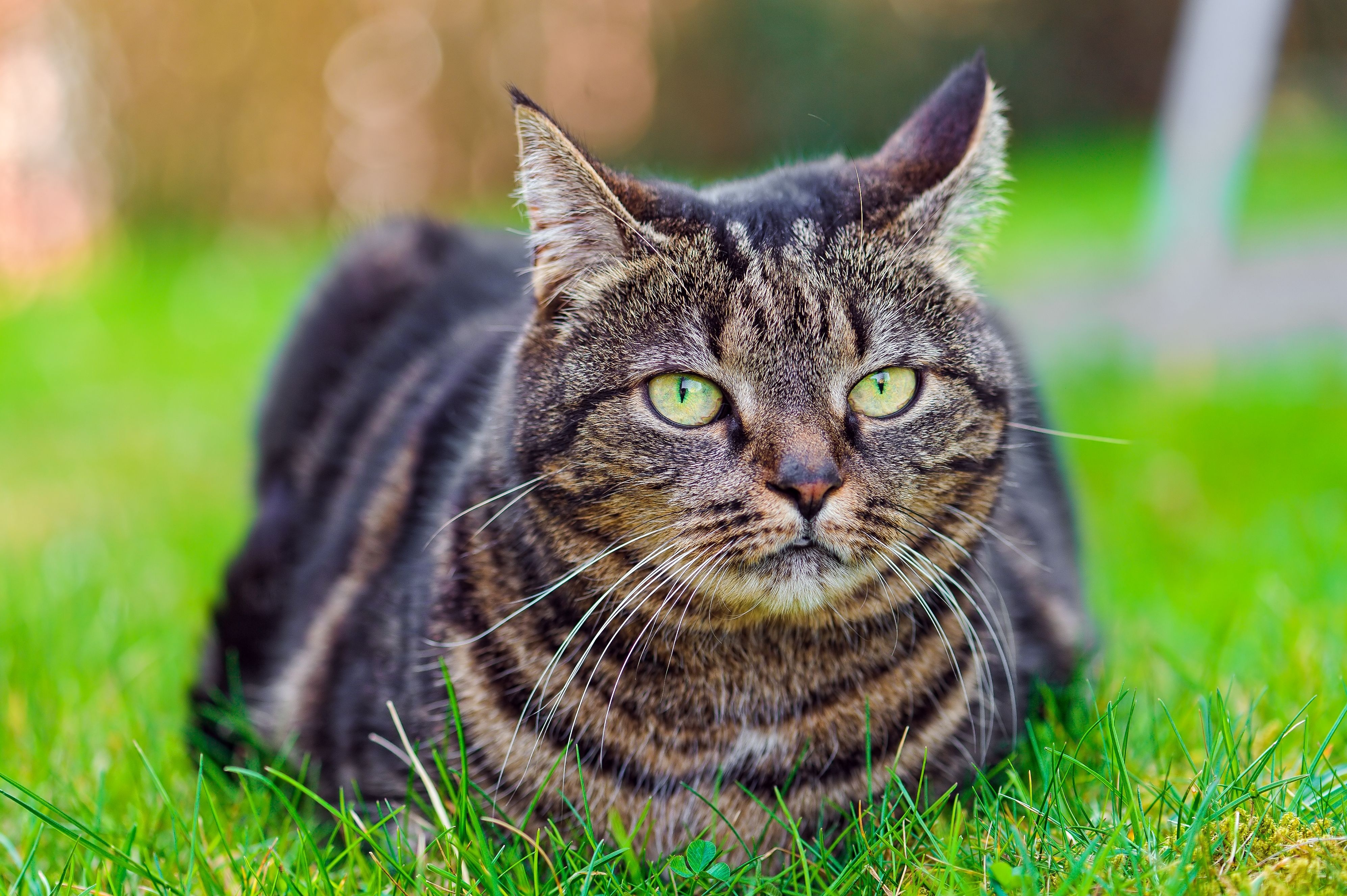 Baixe gratuitamente a imagem Animais, Gatos, Gato na área de trabalho do seu PC