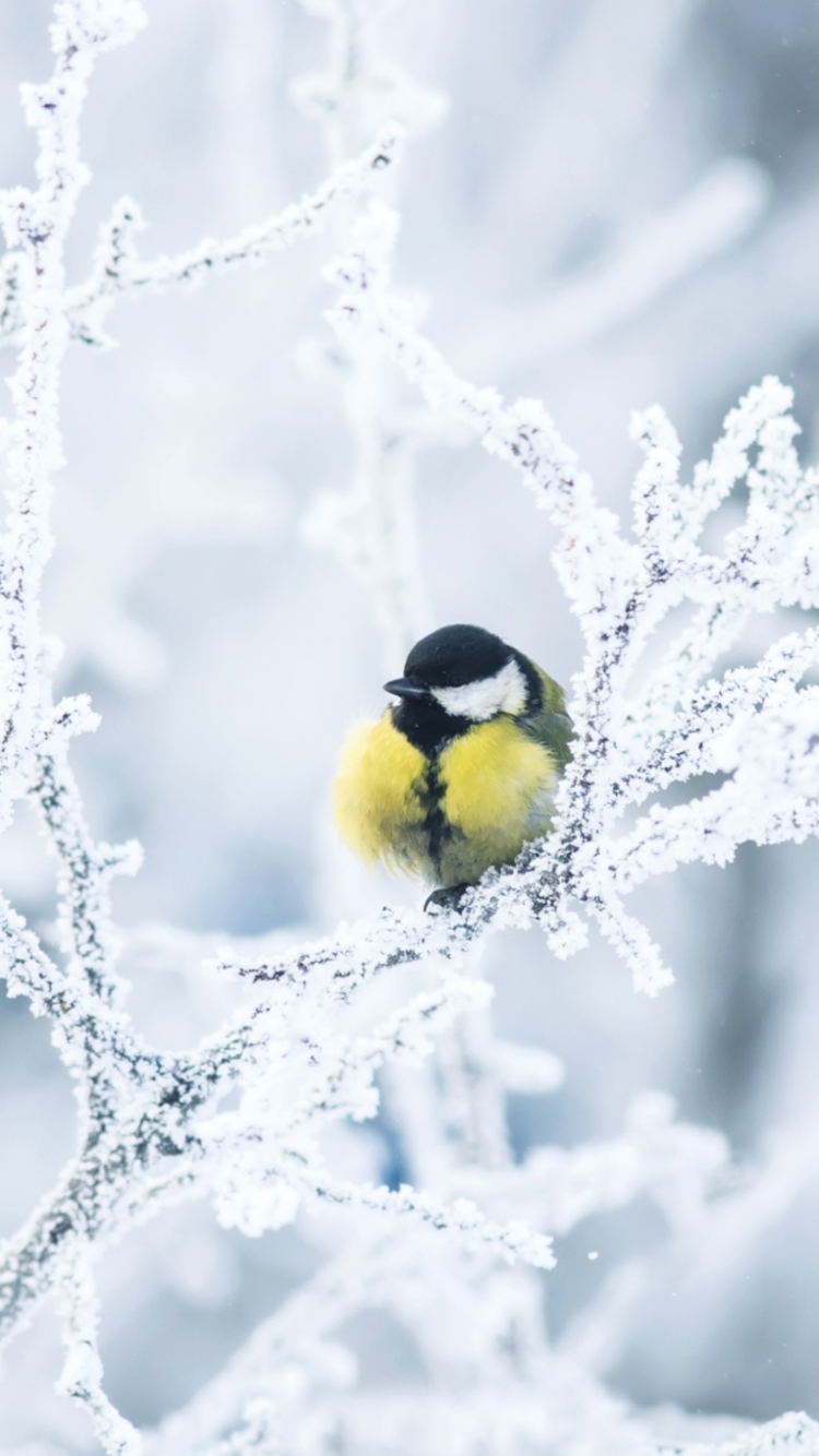 Download mobile wallpaper Winter, Birds, Snow, Bird, Branch, Animal, Titmouse for free.