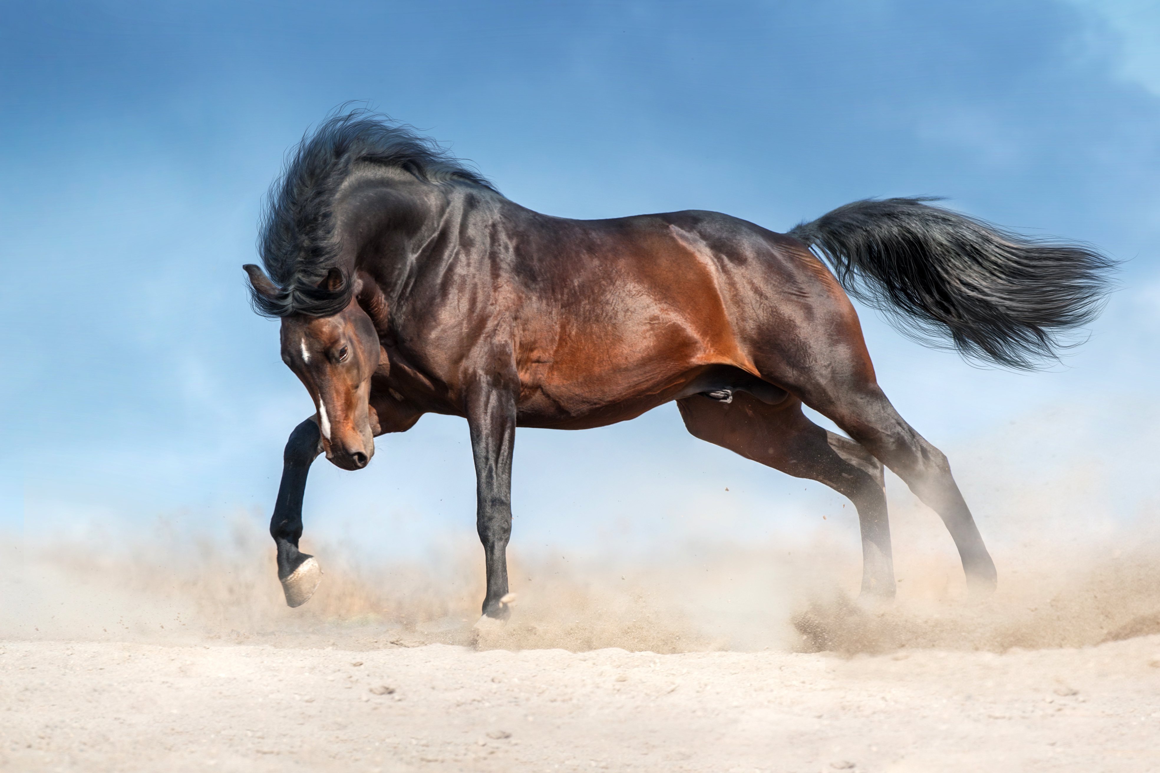 Download mobile wallpaper Animal, Horse for free.