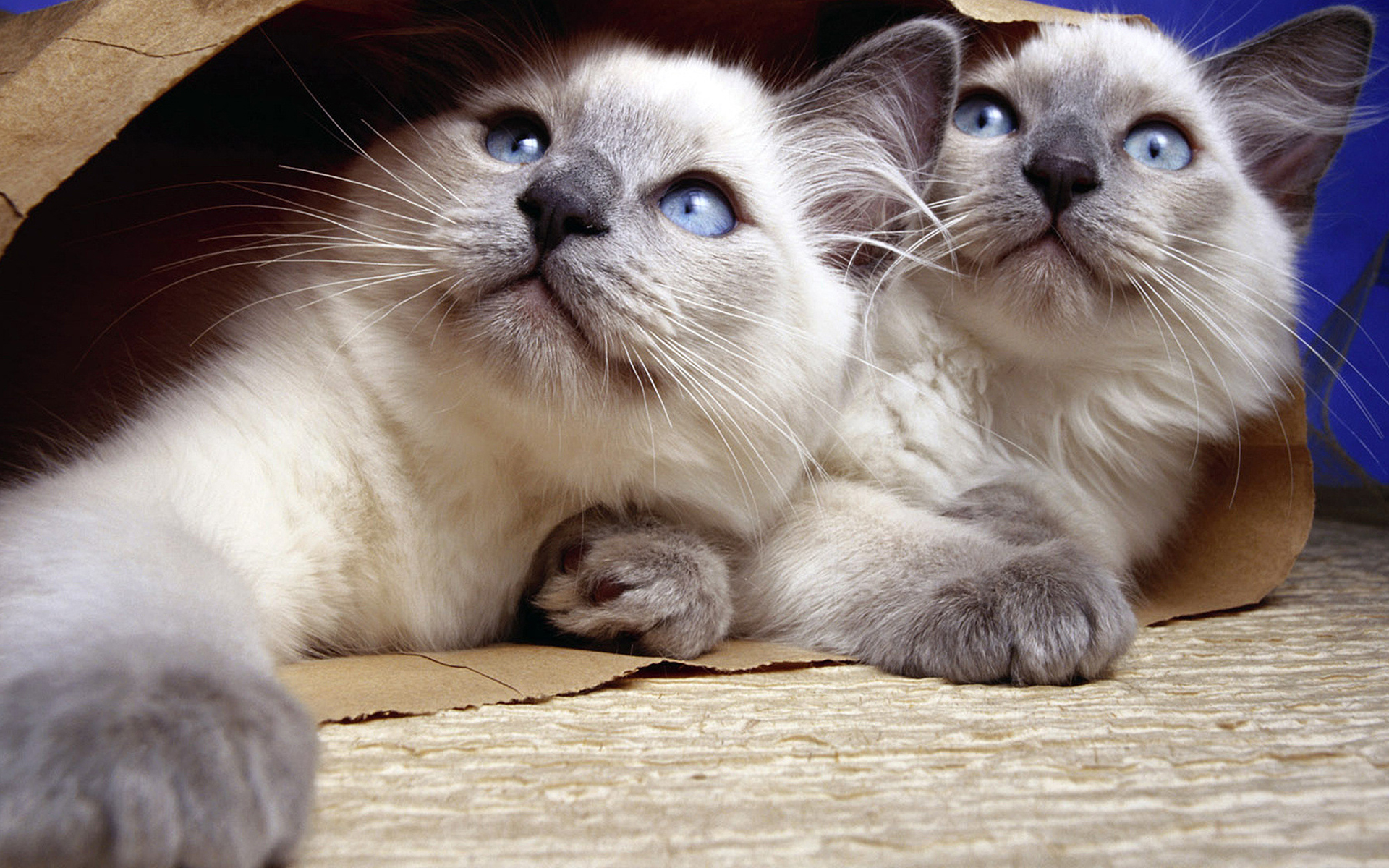 Free download wallpaper Cats, Cat, Animal on your PC desktop