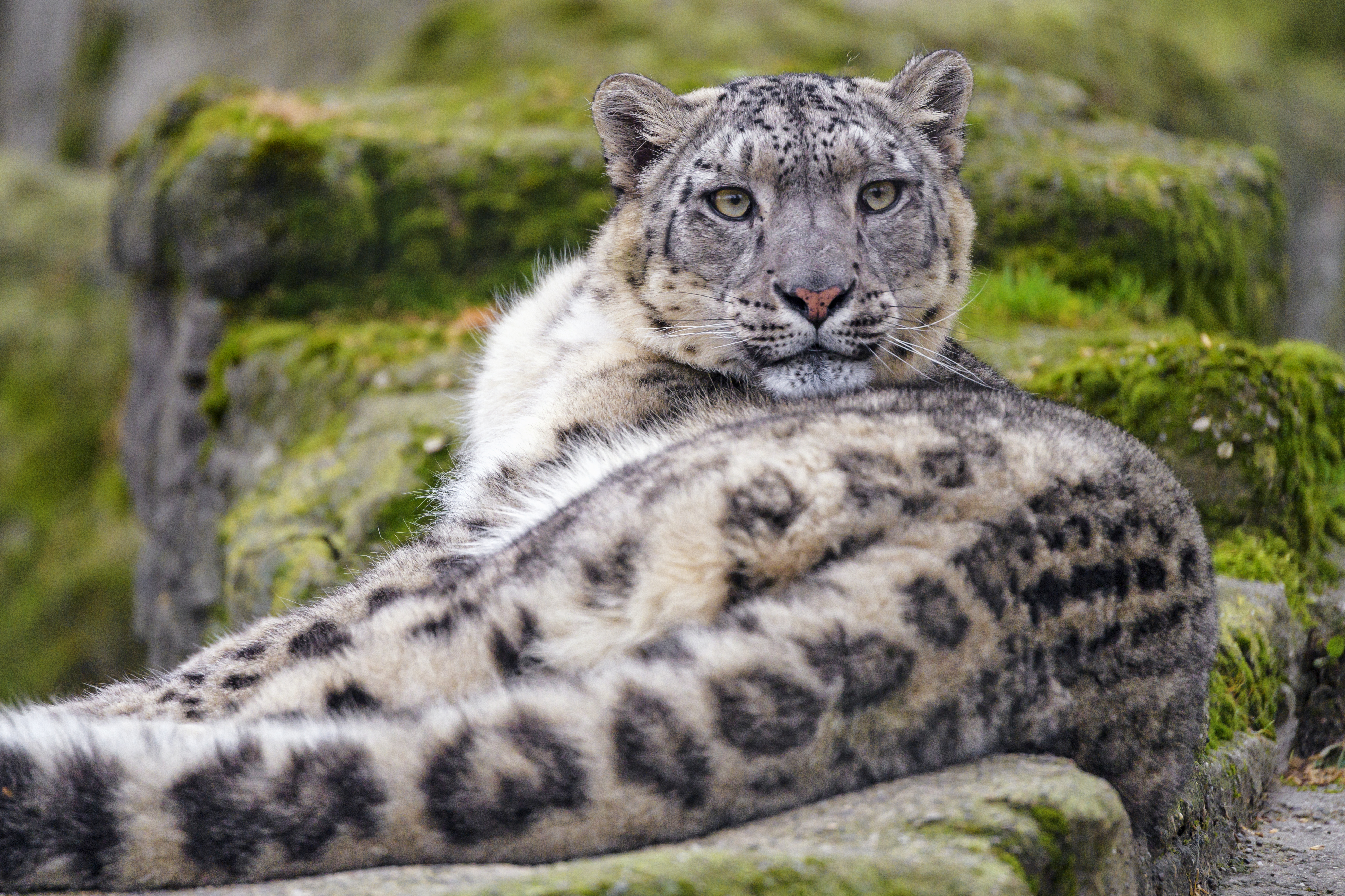 94128 télécharger l'image animaux, snow leopard, prédateur, gros chat, fauve, vue, opinion, animal, irbis - fonds d'écran et économiseurs d'écran gratuits