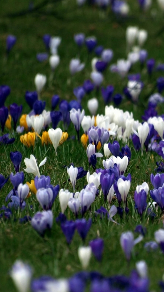 Descarga gratuita de fondo de pantalla para móvil de Flores, Flor, Azafrán, Tierra/naturaleza.