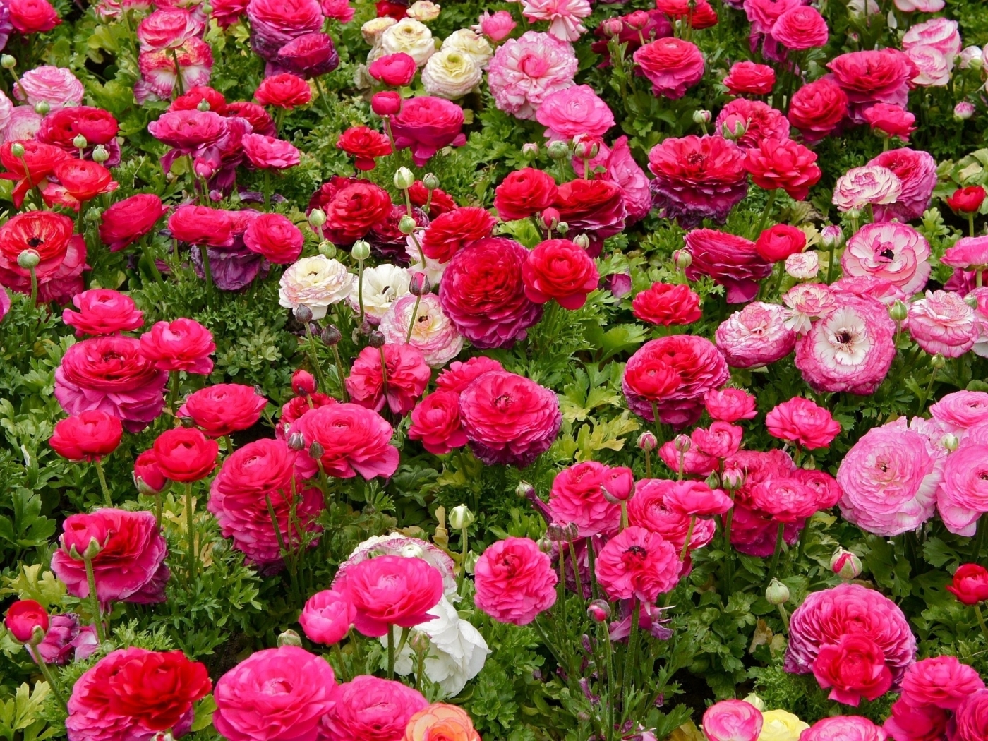 39616 baixar imagens plantas, flores, vermelho - papéis de parede e protetores de tela gratuitamente
