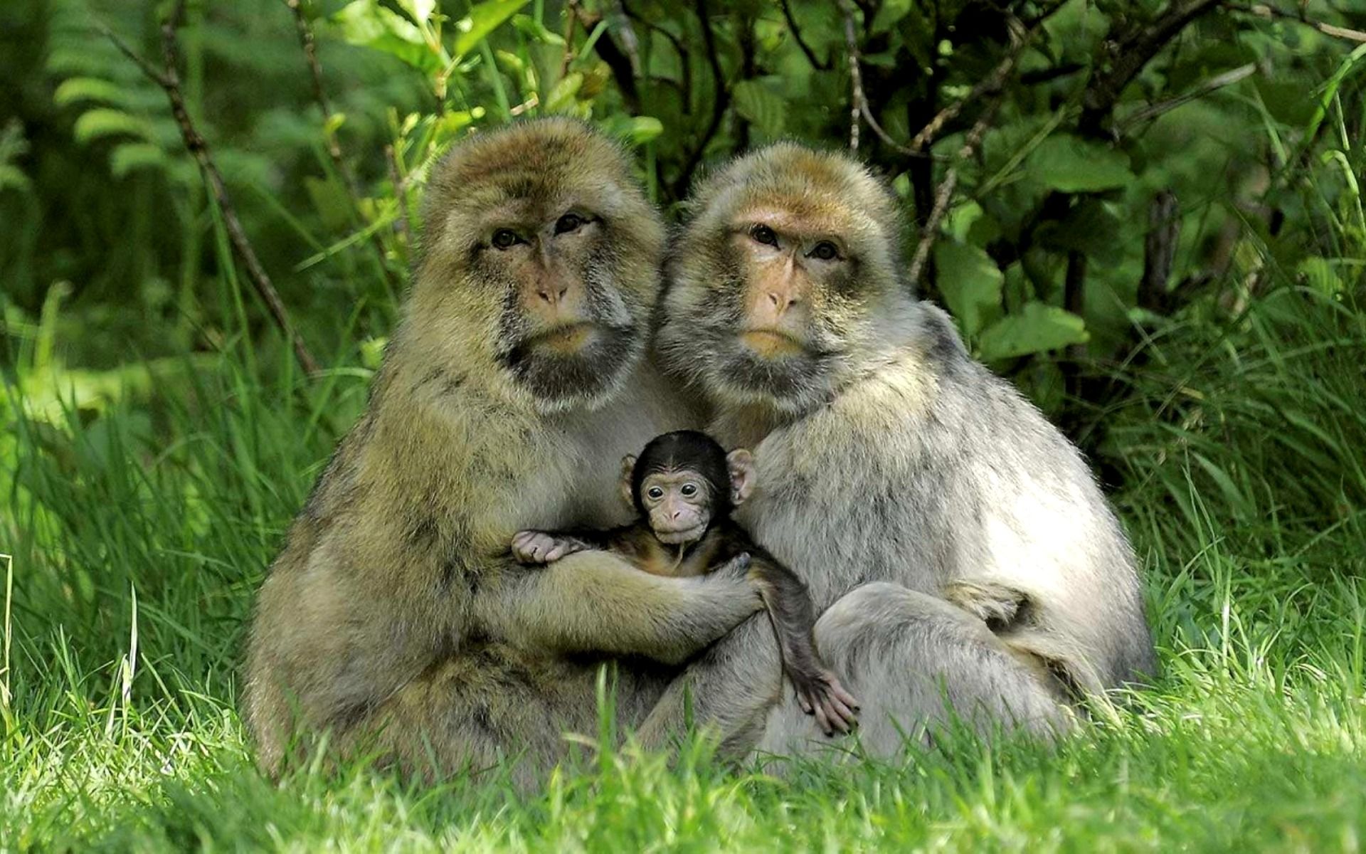 PCデスクトップに動物, サル, 猿, ニホンザル, 赤ちゃん動物画像を無料でダウンロード