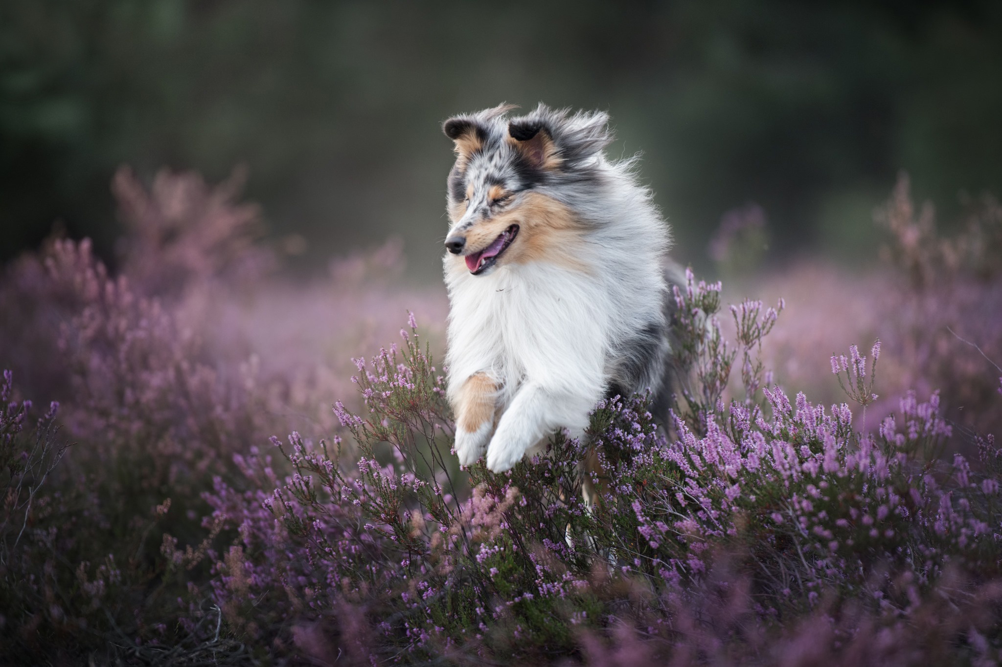 Download mobile wallpaper Dogs, Heather, Flower, Dog, Animal, Shetland Sheepdog for free.