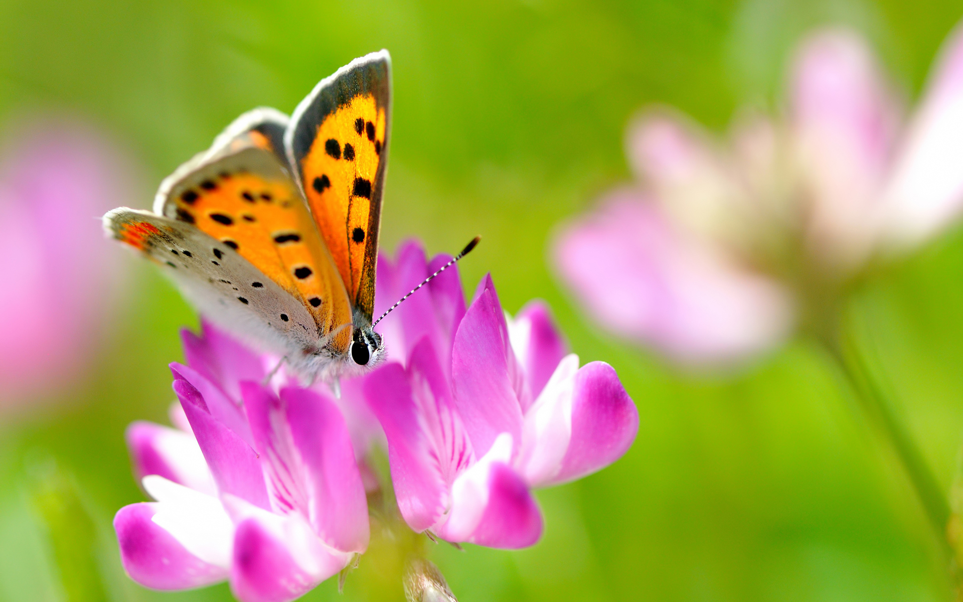 Free download wallpaper Butterfly, Animal on your PC desktop