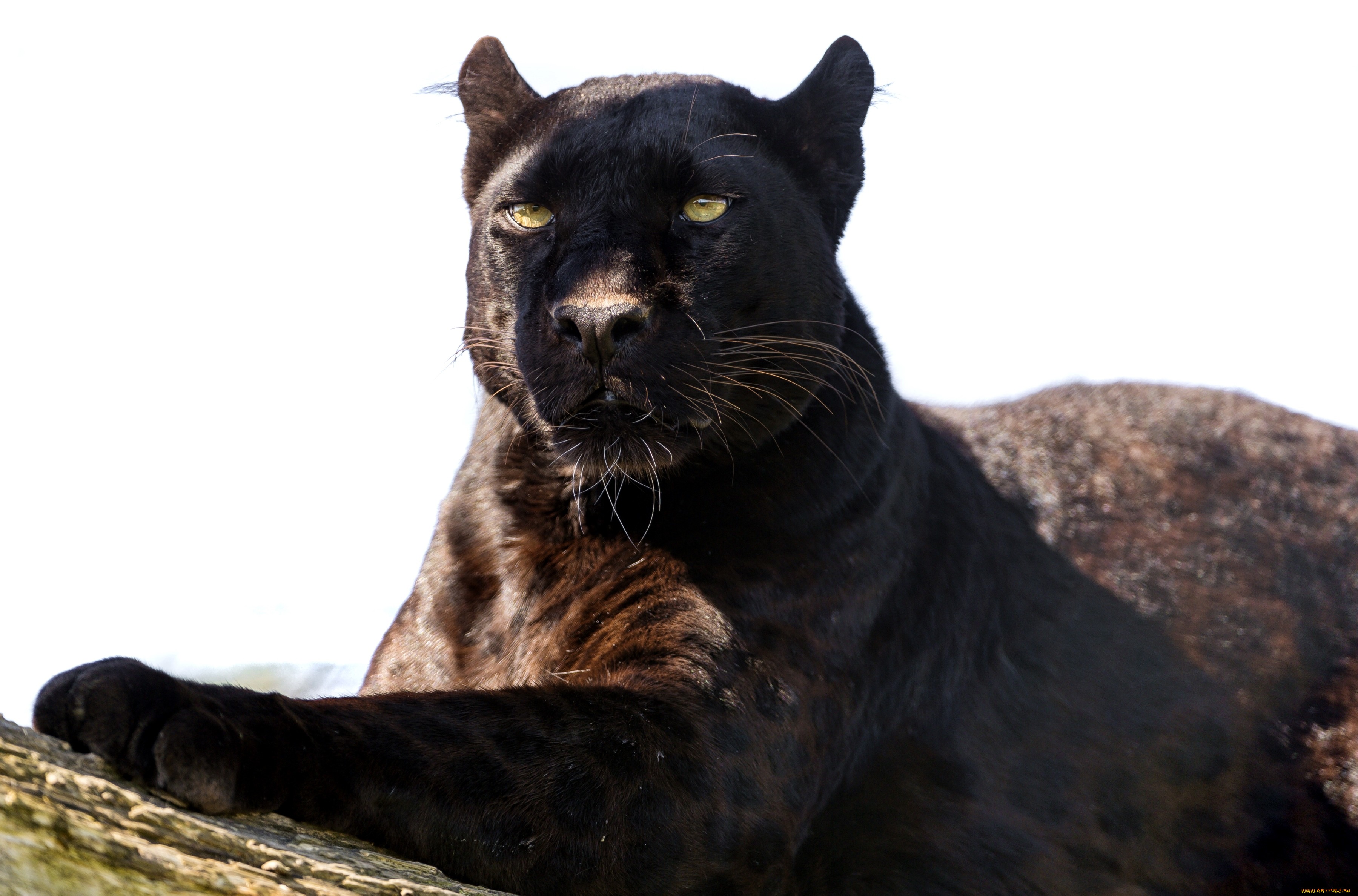 Descarga gratuita de fondo de pantalla para móvil de Pantera Negra, Gatos, Animales.