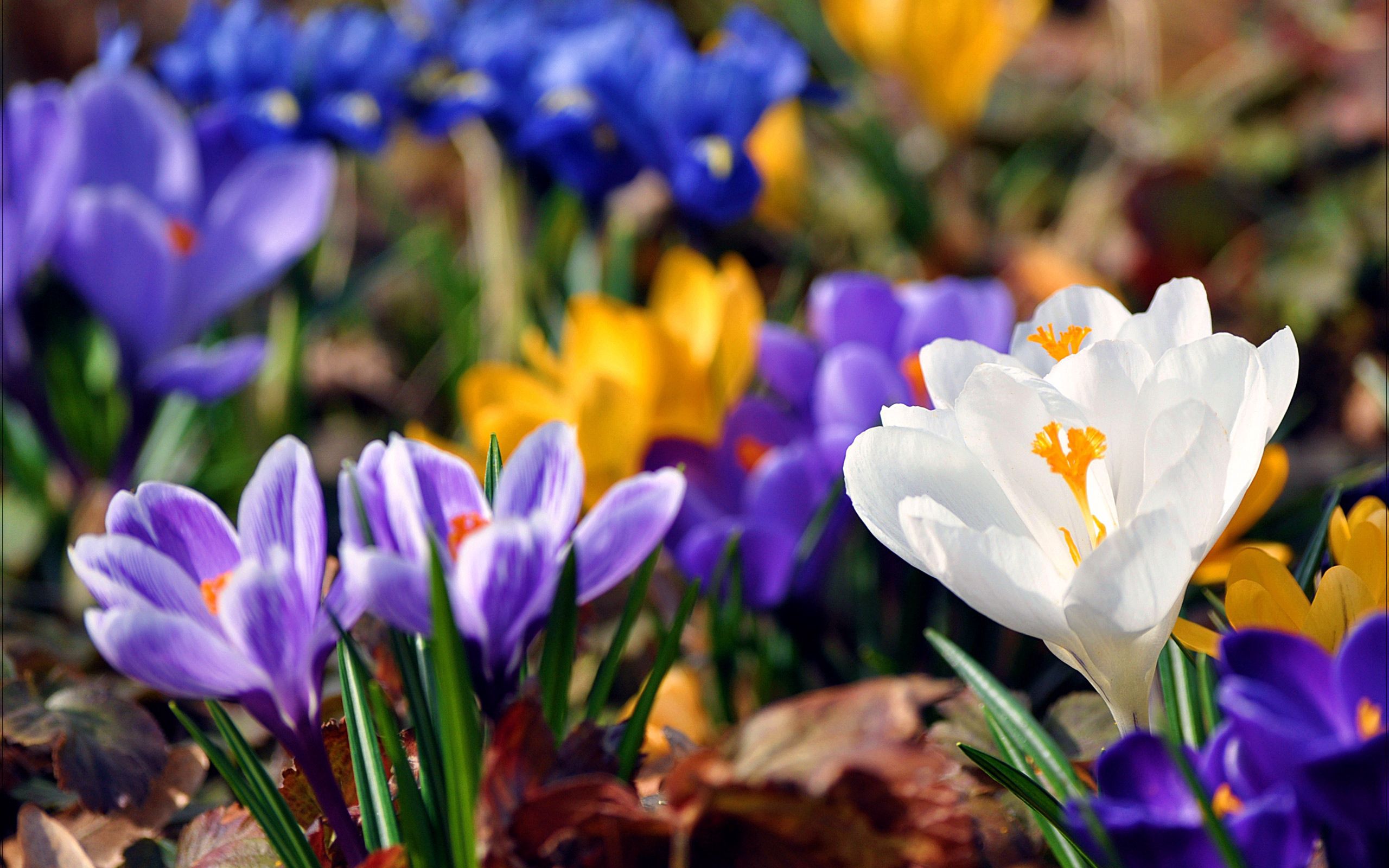 Laden Sie das Schneeglöckchen, Bunten, Blumen, Makro, Mehrfarbig-Bild kostenlos auf Ihren PC-Desktop herunter