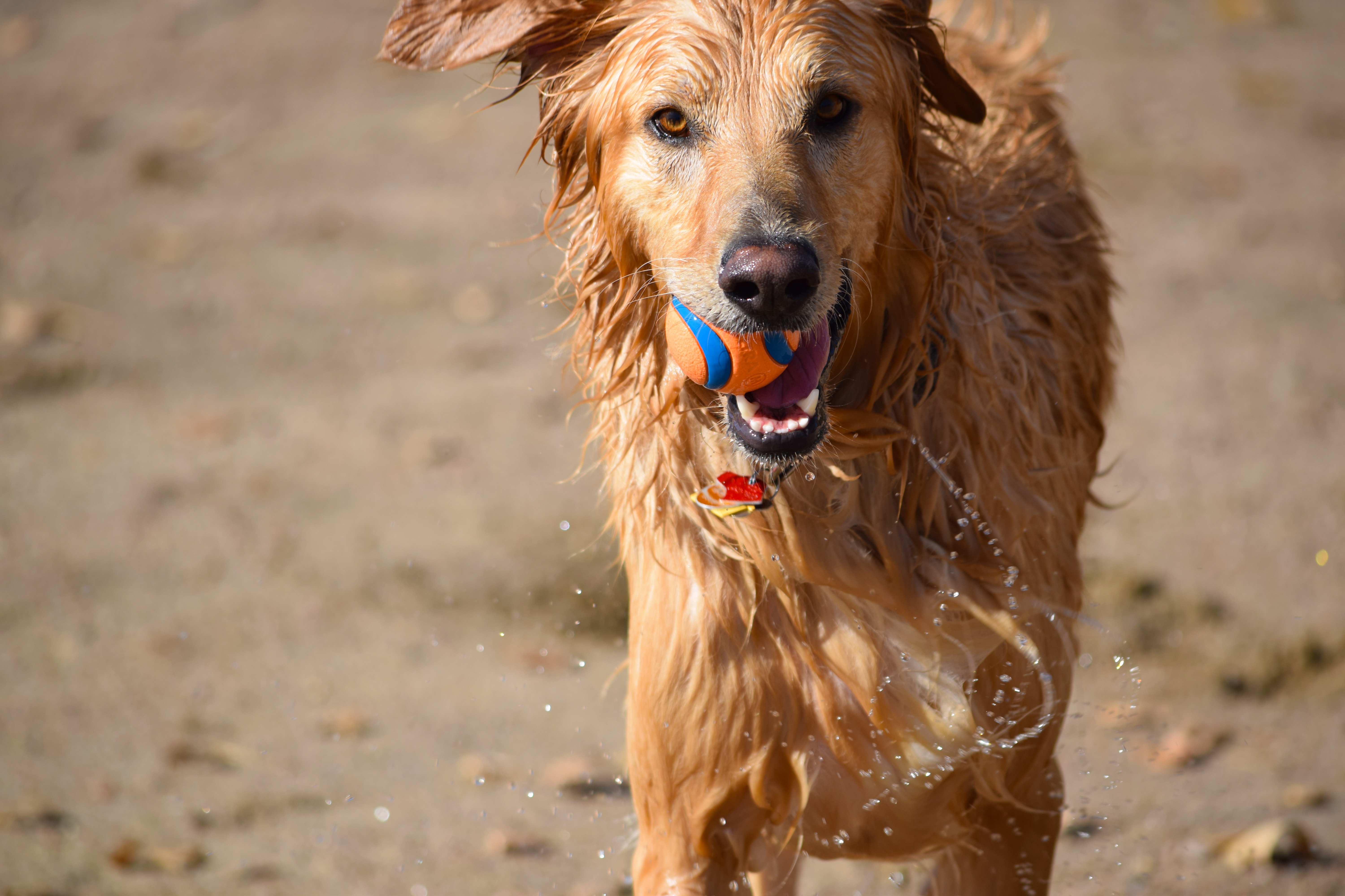 Download mobile wallpaper Playful, Animals, Dog, Wet, Ball, Water for free.
