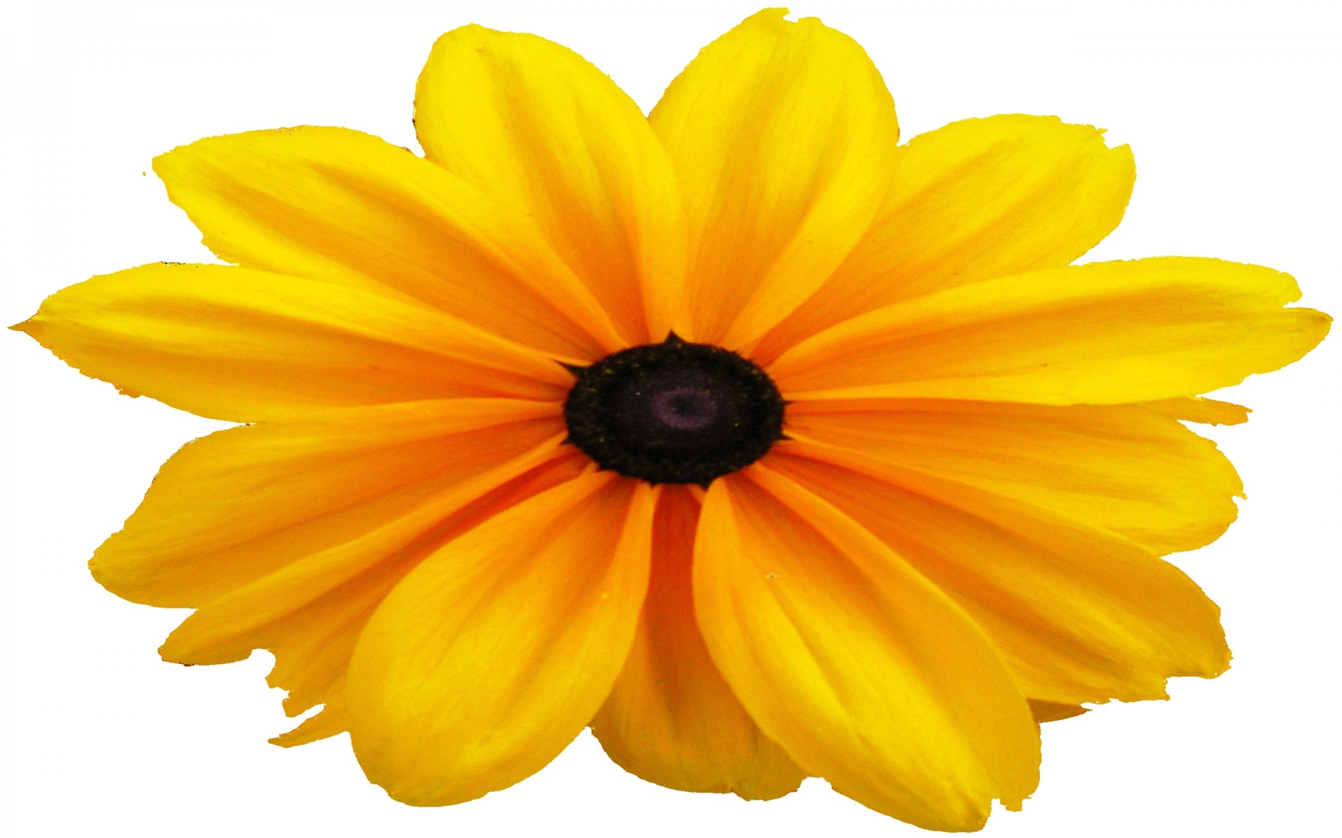 382369 descargar fondo de pantalla tierra/naturaleza, susan de ojos negros, de cerca, flor, rudbeckia, flor amarilla, flores: protectores de pantalla e imágenes gratis