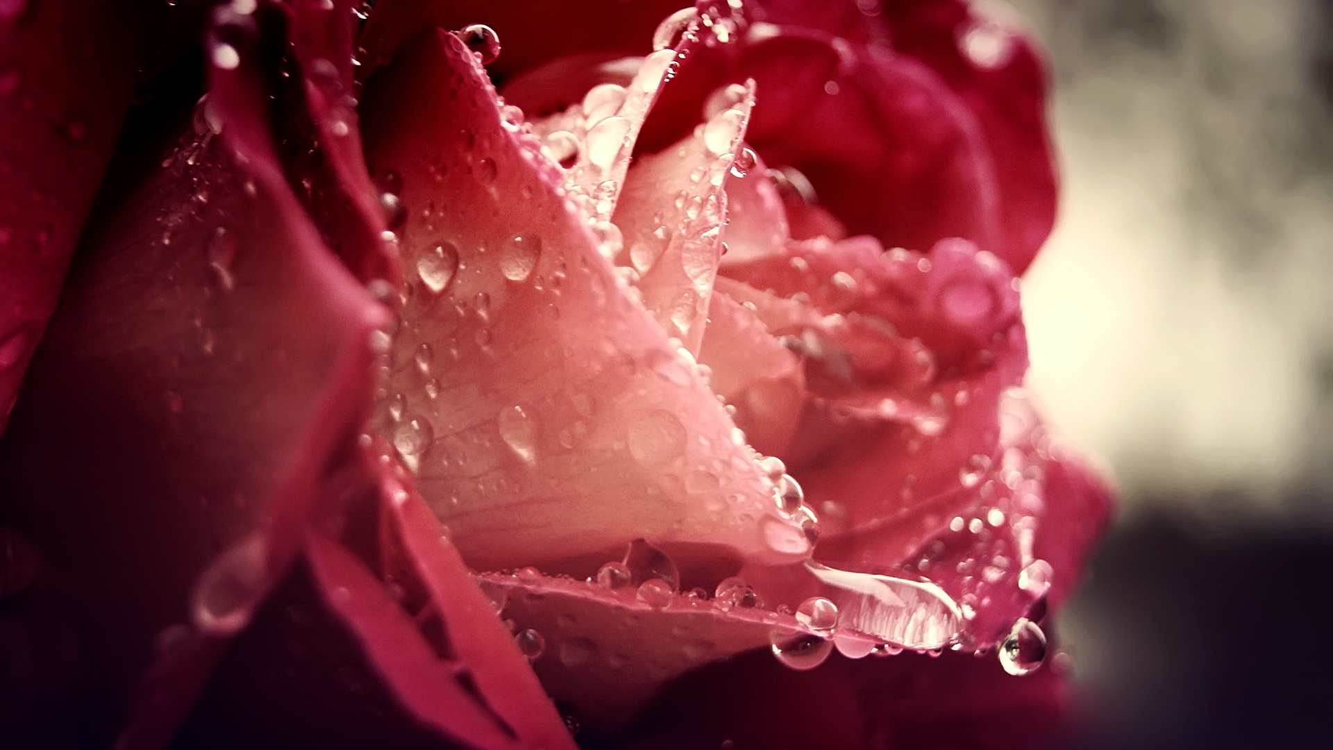 Laden Sie das Drops, Pflanzen, Blumen, Roses, Fotokunst-Bild kostenlos auf Ihren PC-Desktop herunter