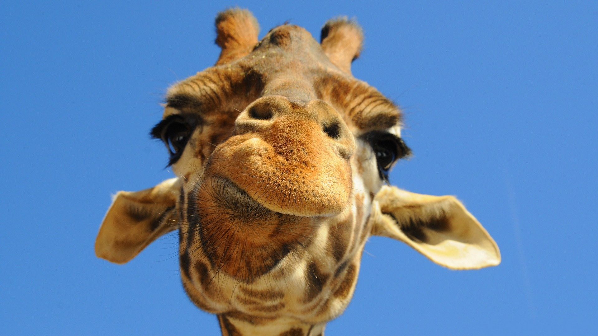 Téléchargez gratuitement l'image Animaux, Girafe sur le bureau de votre PC