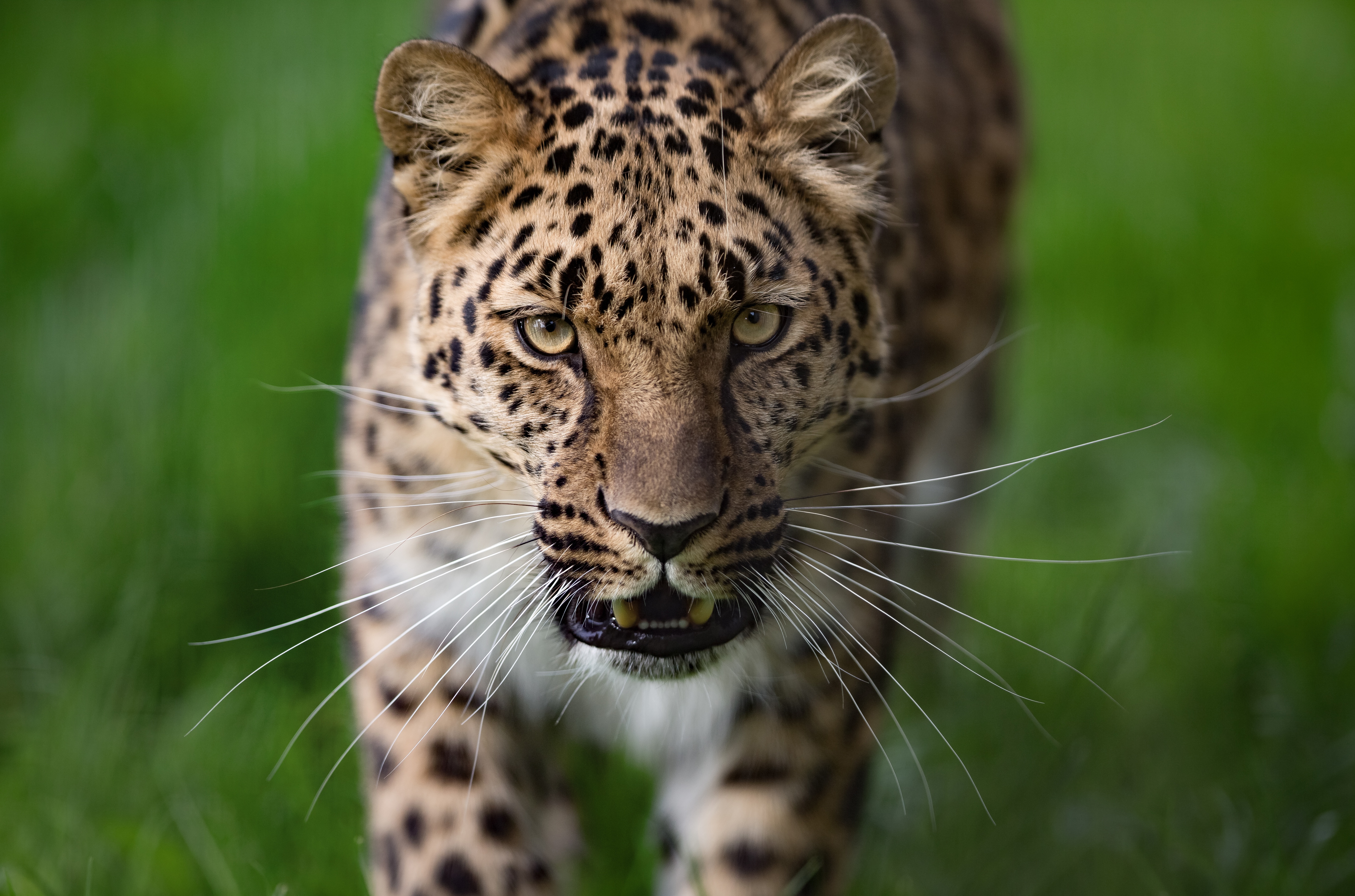 Baixar papel de parede para celular de Animais, Gatos, Leopardo gratuito.