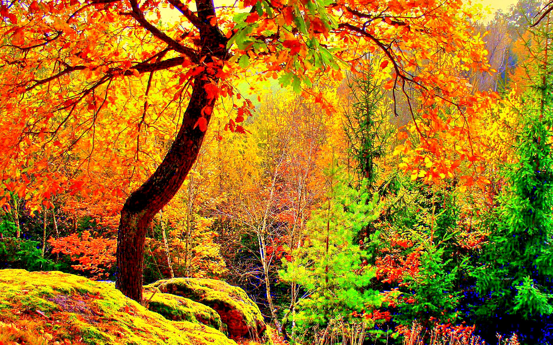 Download mobile wallpaper Forest, Tree, Fall, Earth, Colors for free.