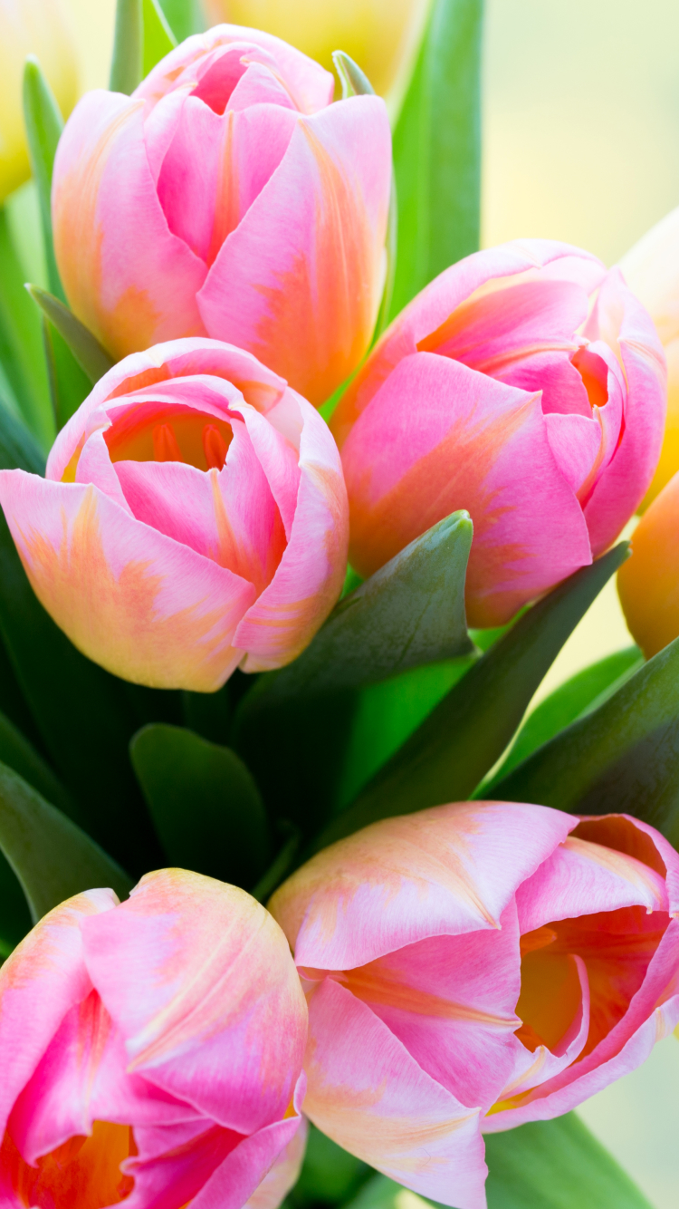 Download mobile wallpaper Flowers, Flower, Earth, Tulip, Pink Flower for free.