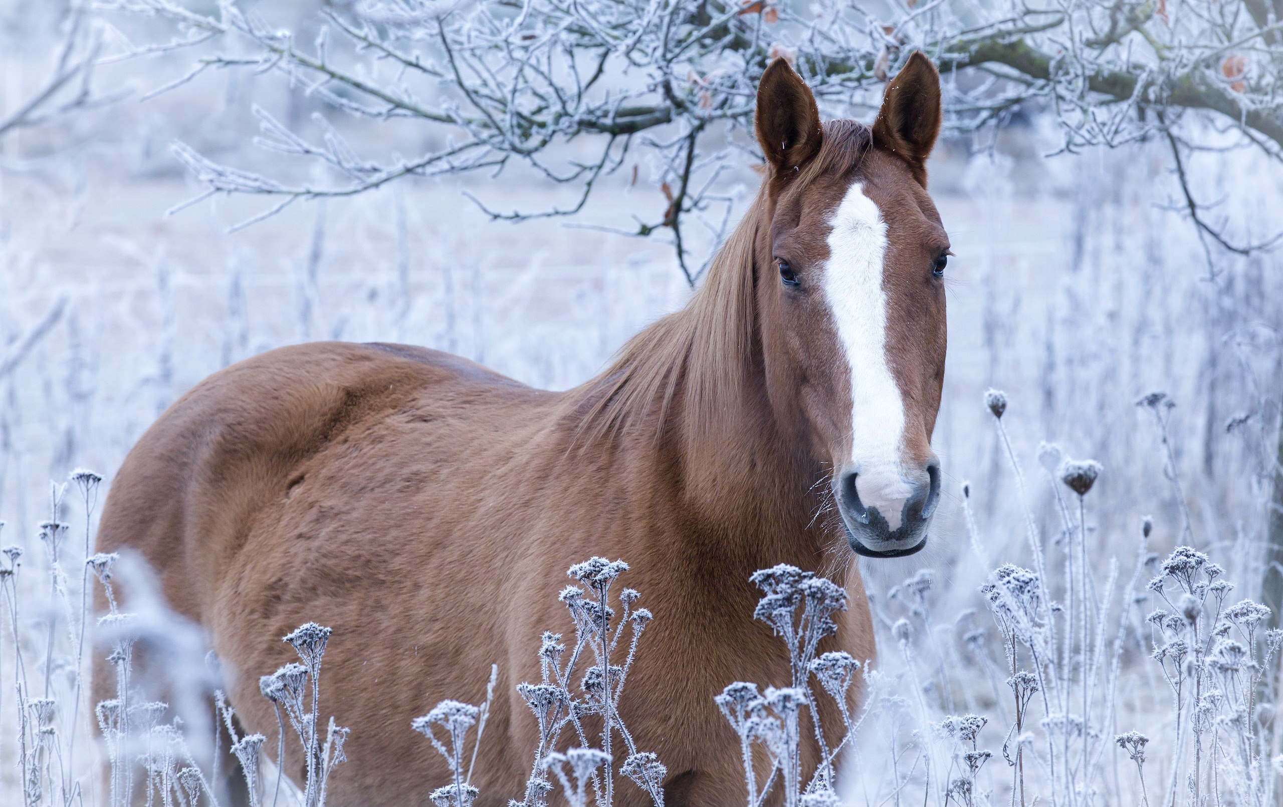 Скачать картинку Животные, Зима, Лошадь в телефон бесплатно.