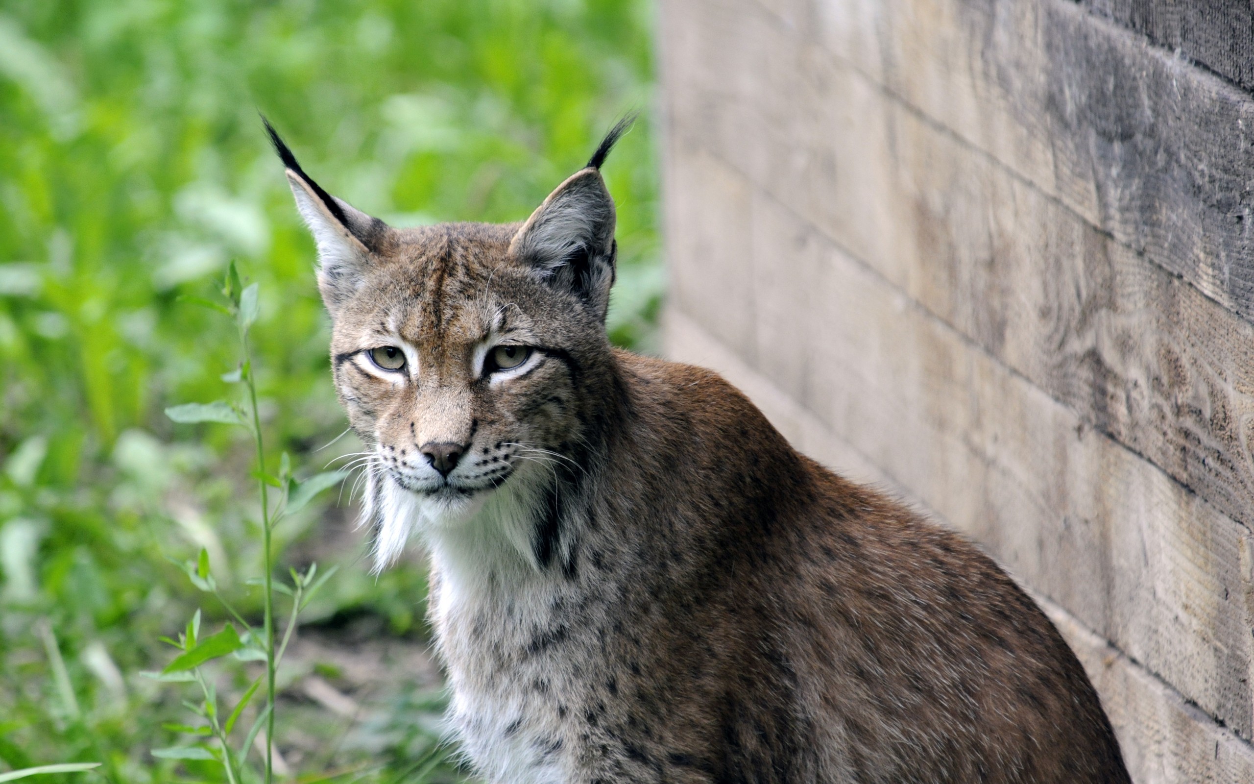 Téléchargez gratuitement l'image Animaux, Chats, Lynx sur le bureau de votre PC