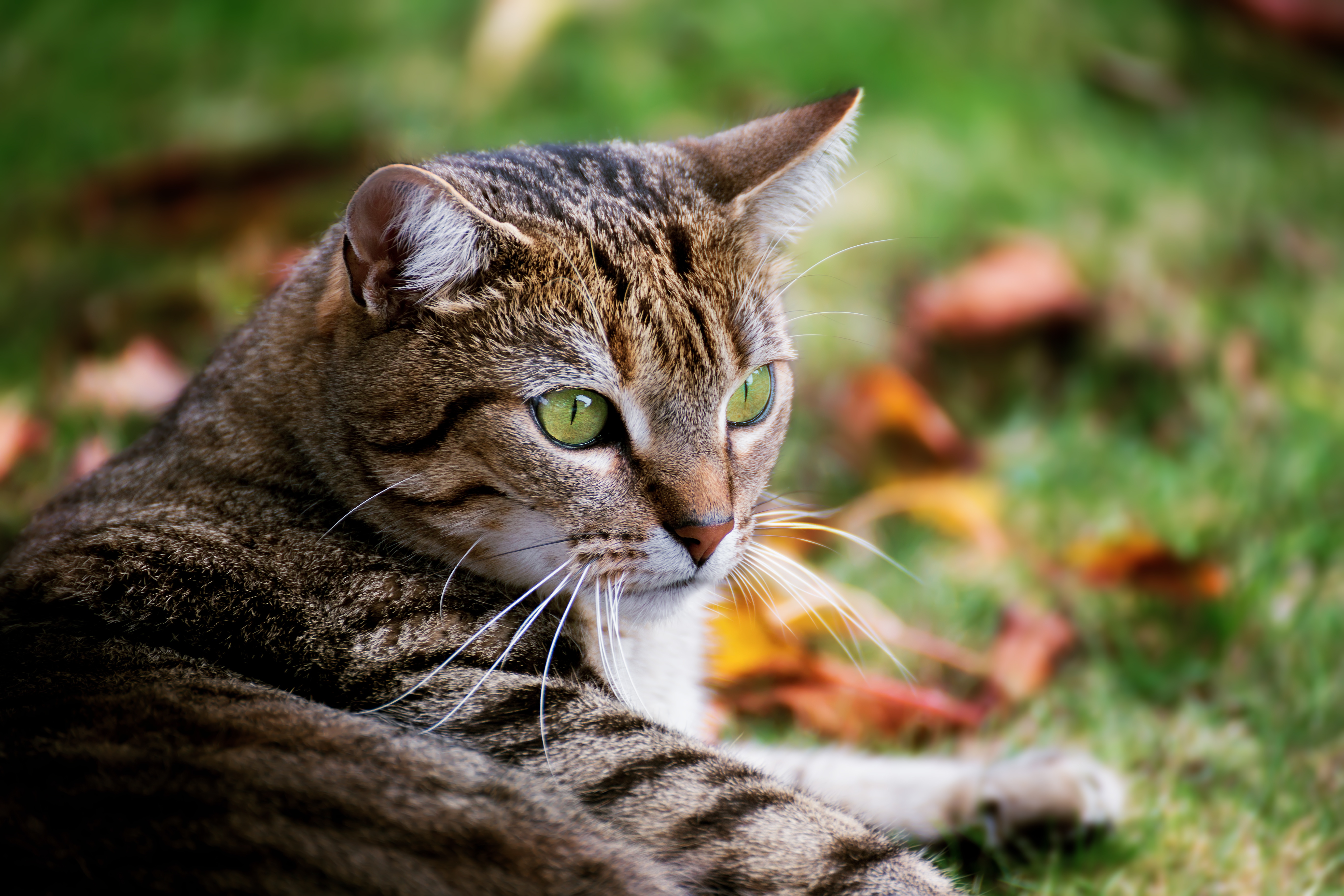 Laden Sie das Katze, Katzen, Tiere-Bild kostenlos auf Ihren PC-Desktop herunter