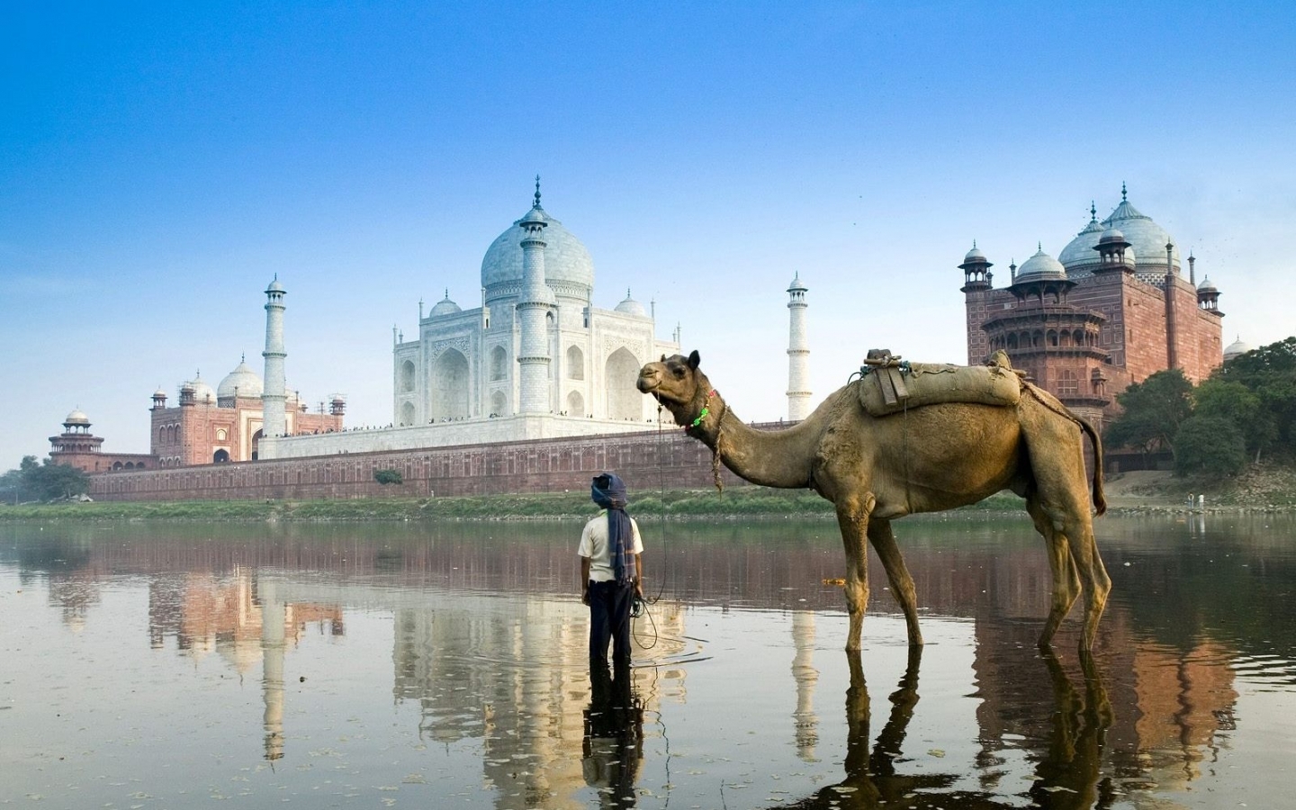 46751 descargar imagen animales, paisaje, ciudades, camellos: fondos de pantalla y protectores de pantalla gratis