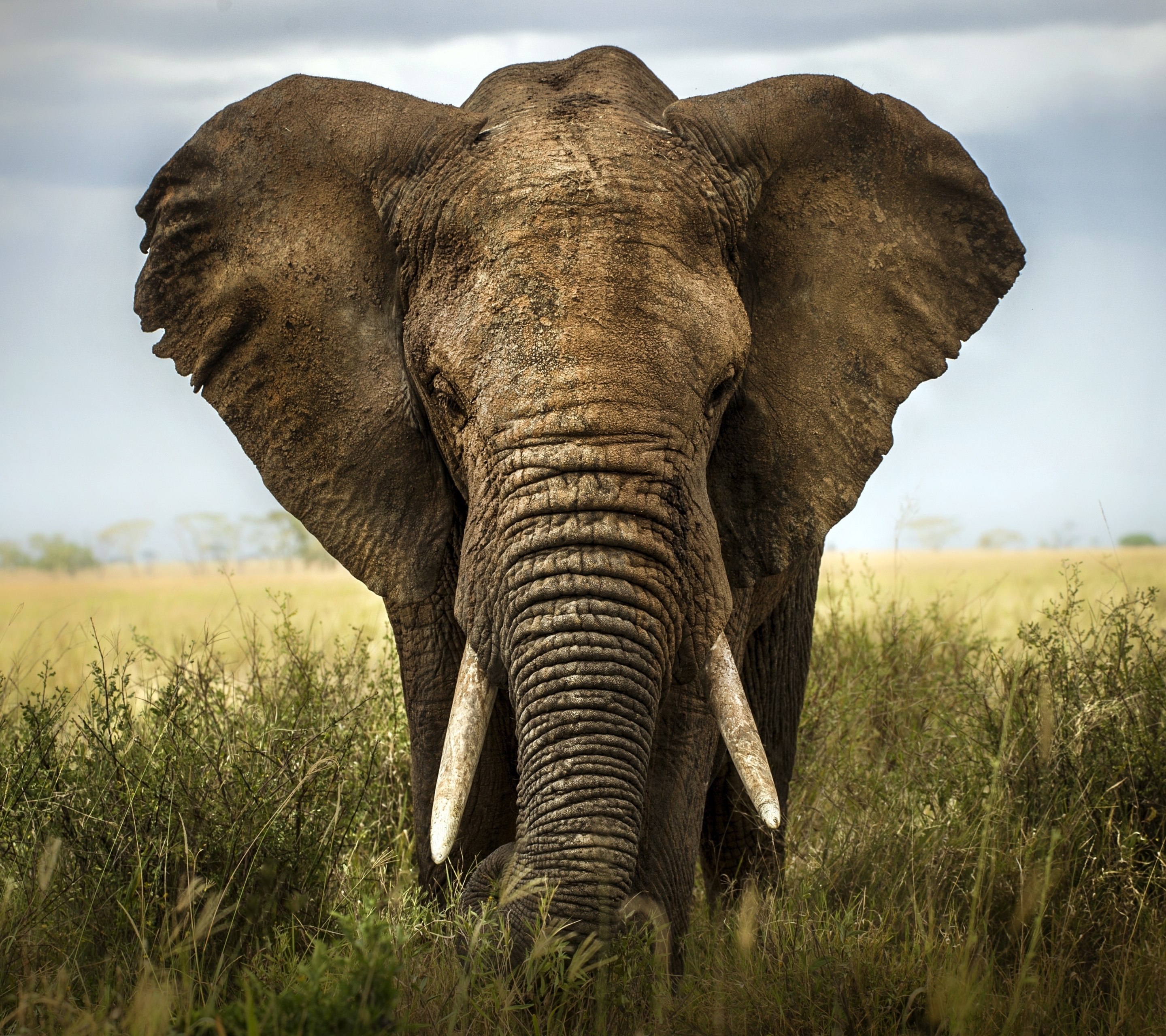 Téléchargez des papiers peints mobile Animaux, Éléphant, Éléphants, Éléphant De Savane D'afrique, Eléphant gratuitement.