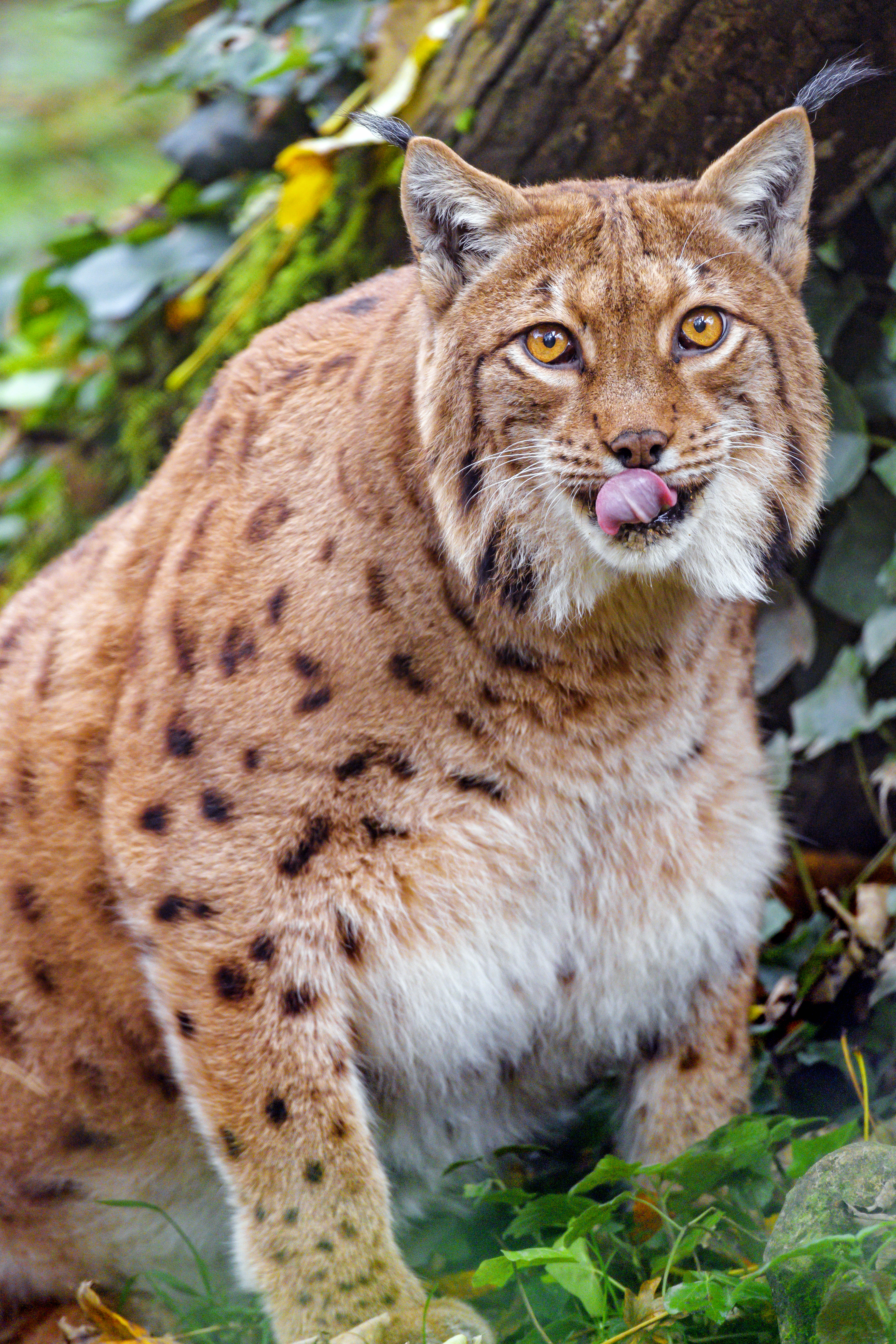 Free download wallpaper Iris, Animal, Protruding Tongue, Tongue Stuck Out, Wild, Animals, Brown, Big Cat on your PC desktop