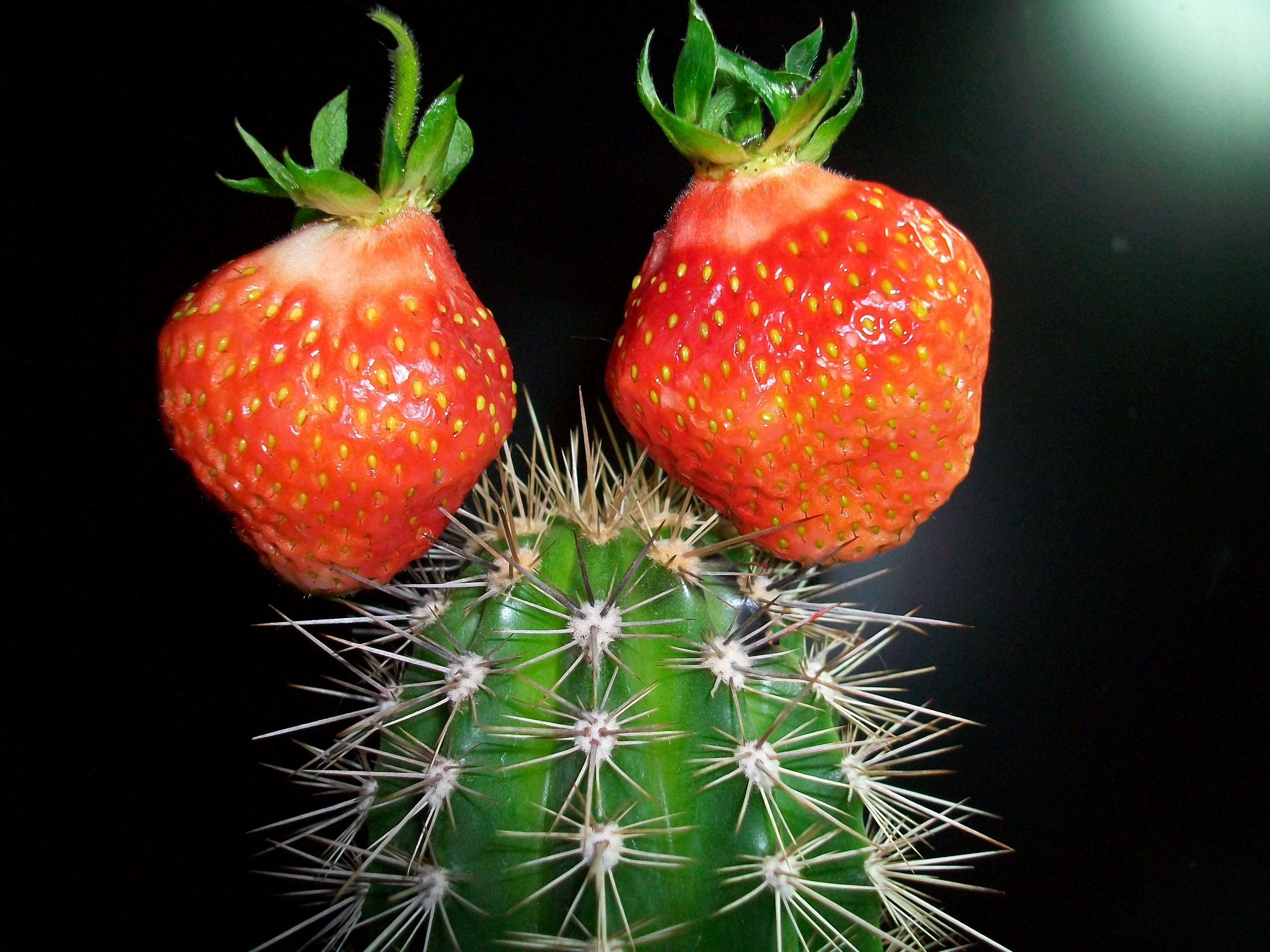 strawberry, green, red, miscellanea, miscellaneous, cactus, creative