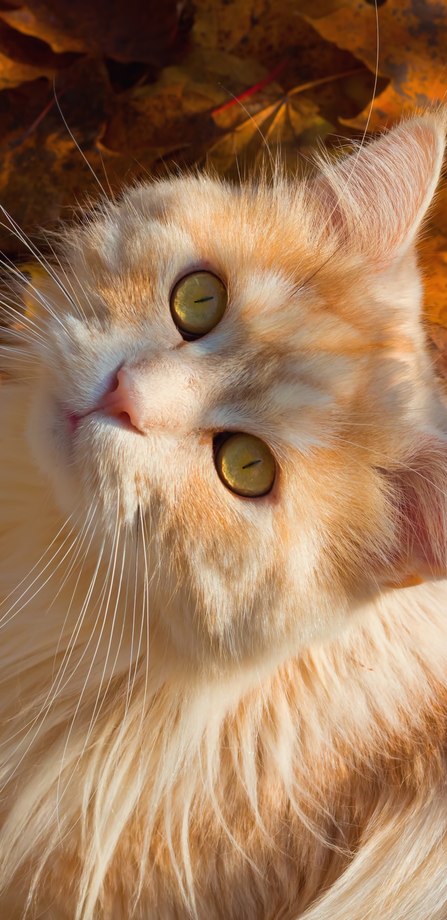 Download mobile wallpaper Cats, Cat, Animal for free.