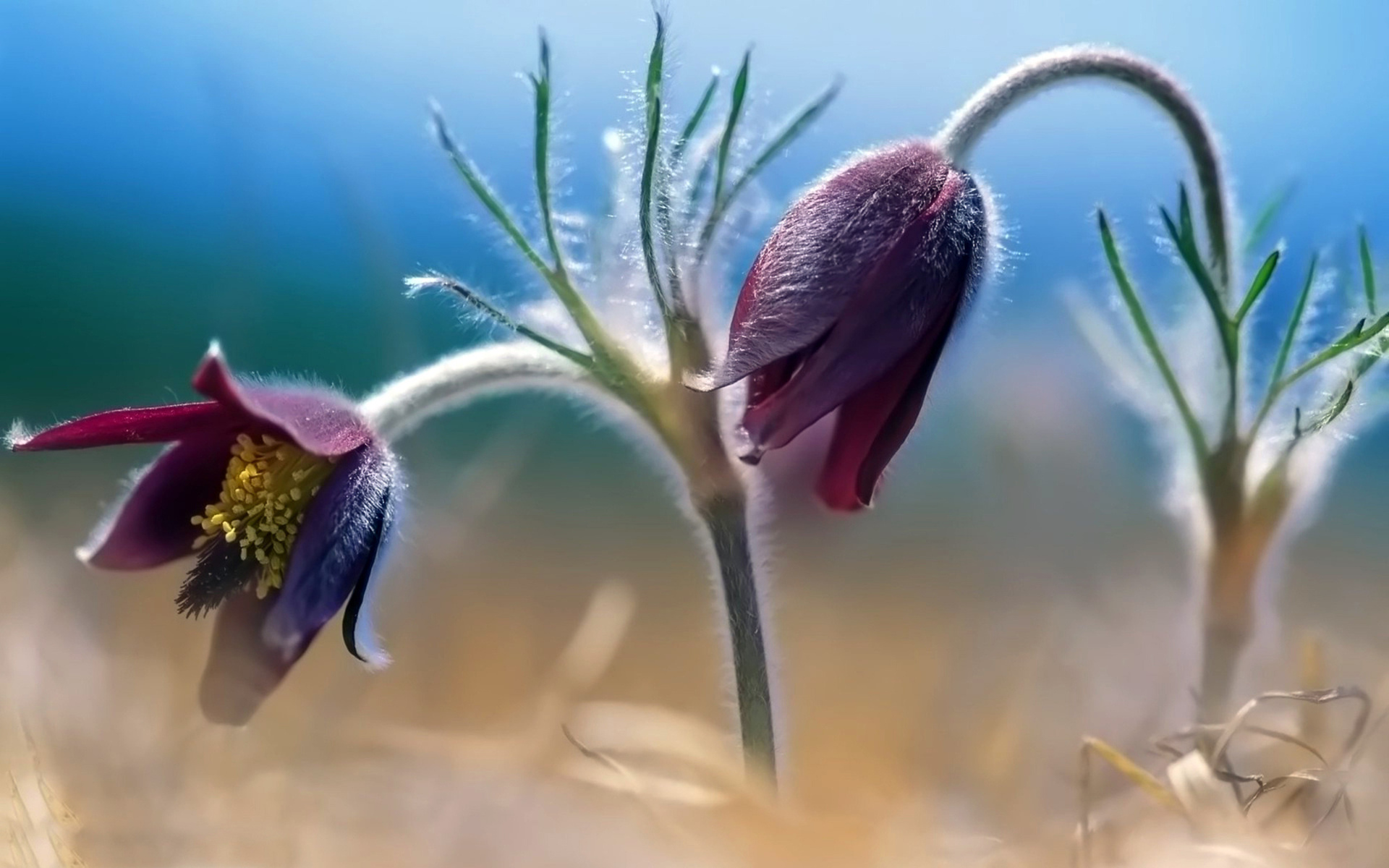 Téléchargez des papiers peints mobile Fleur, Terre/nature gratuitement.