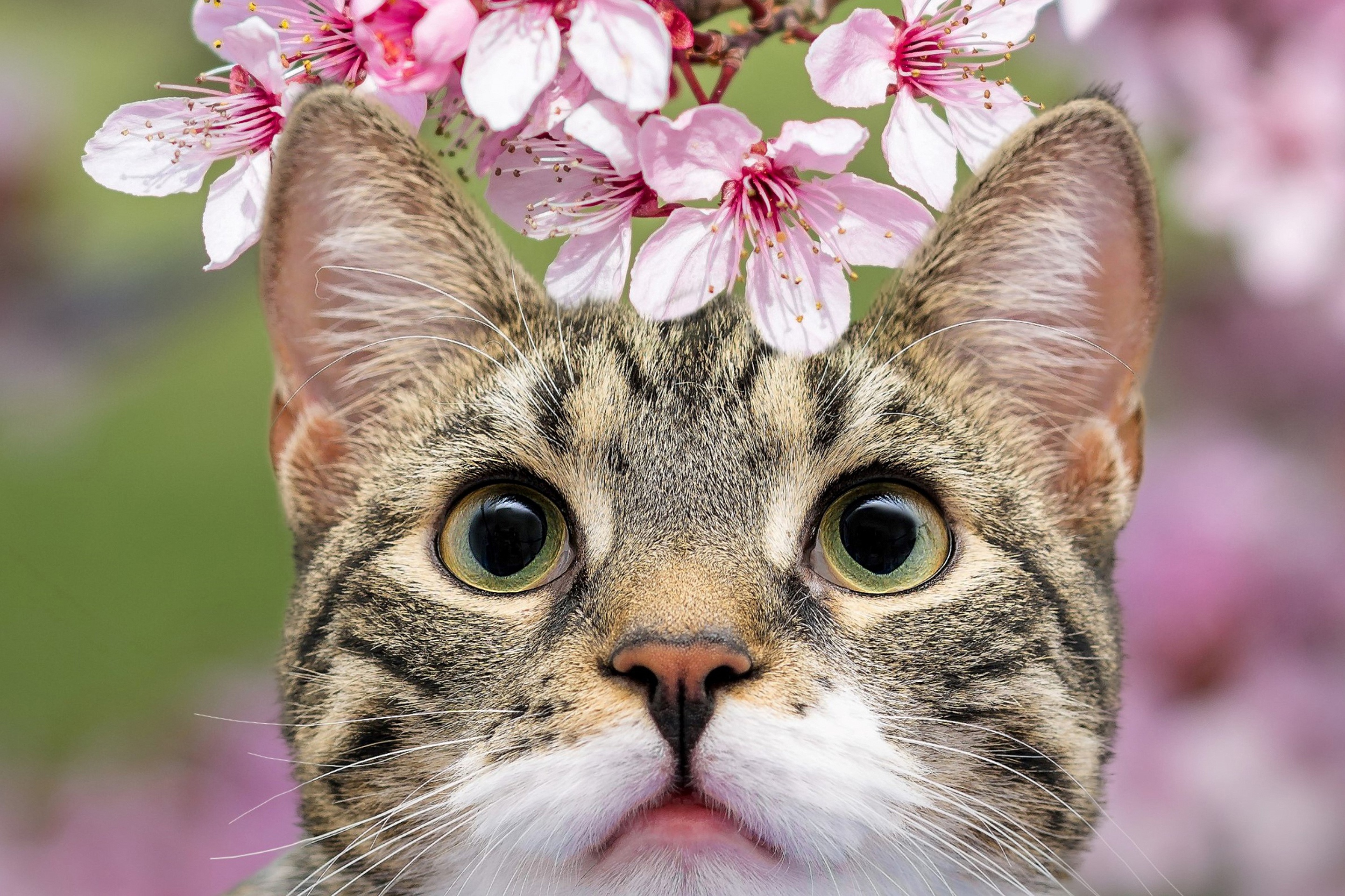 Handy-Wallpaper Tiere, Katzen, Katze, Blüte kostenlos herunterladen.