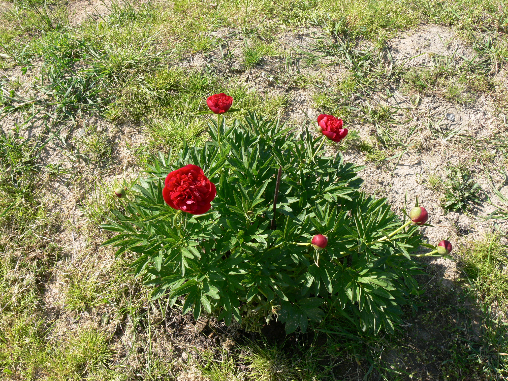 Téléchargez gratuitement l'image Fleurs, Fleur, Terre/nature sur le bureau de votre PC