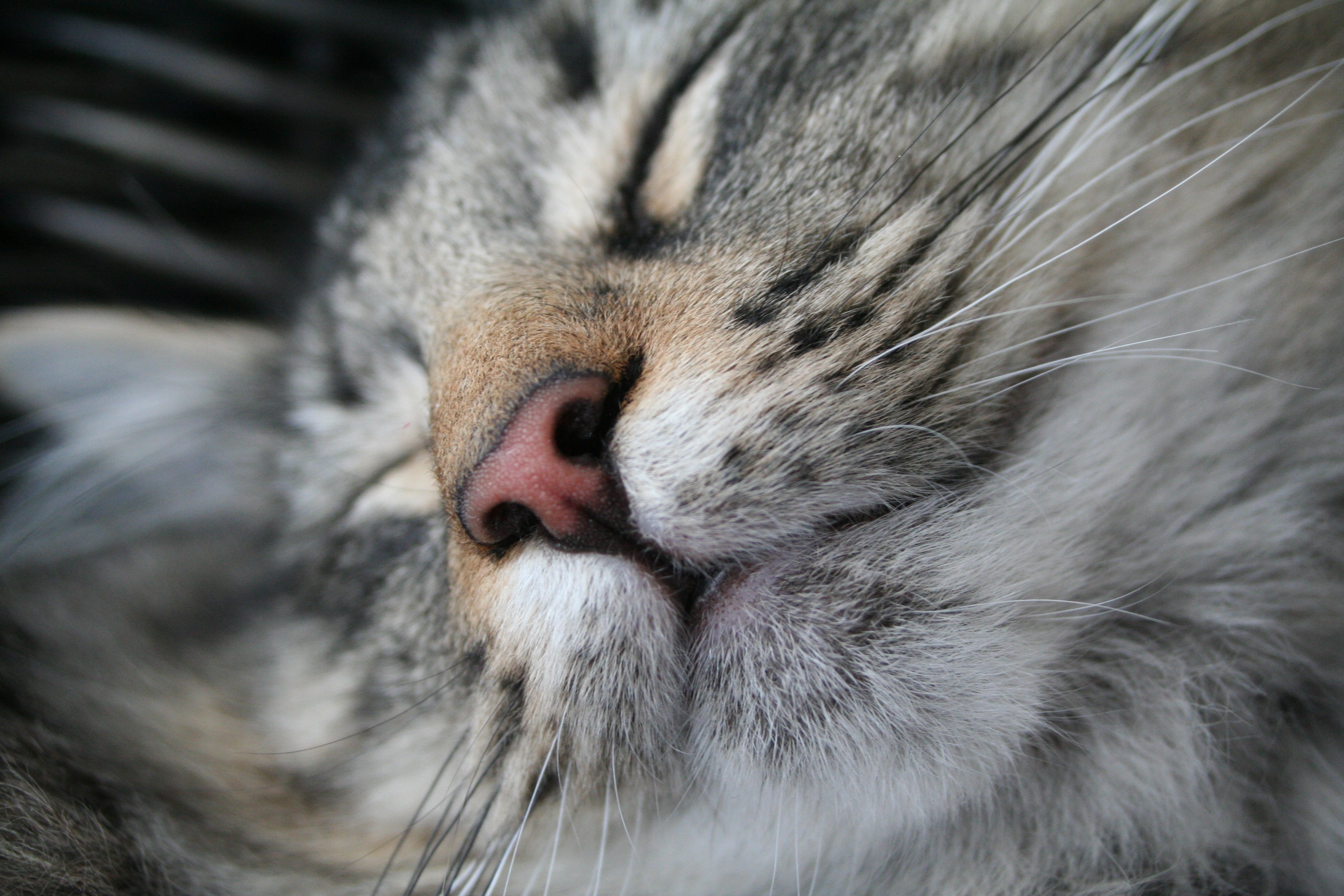 animals, cat, muzzle, nose, asleep, sleeps