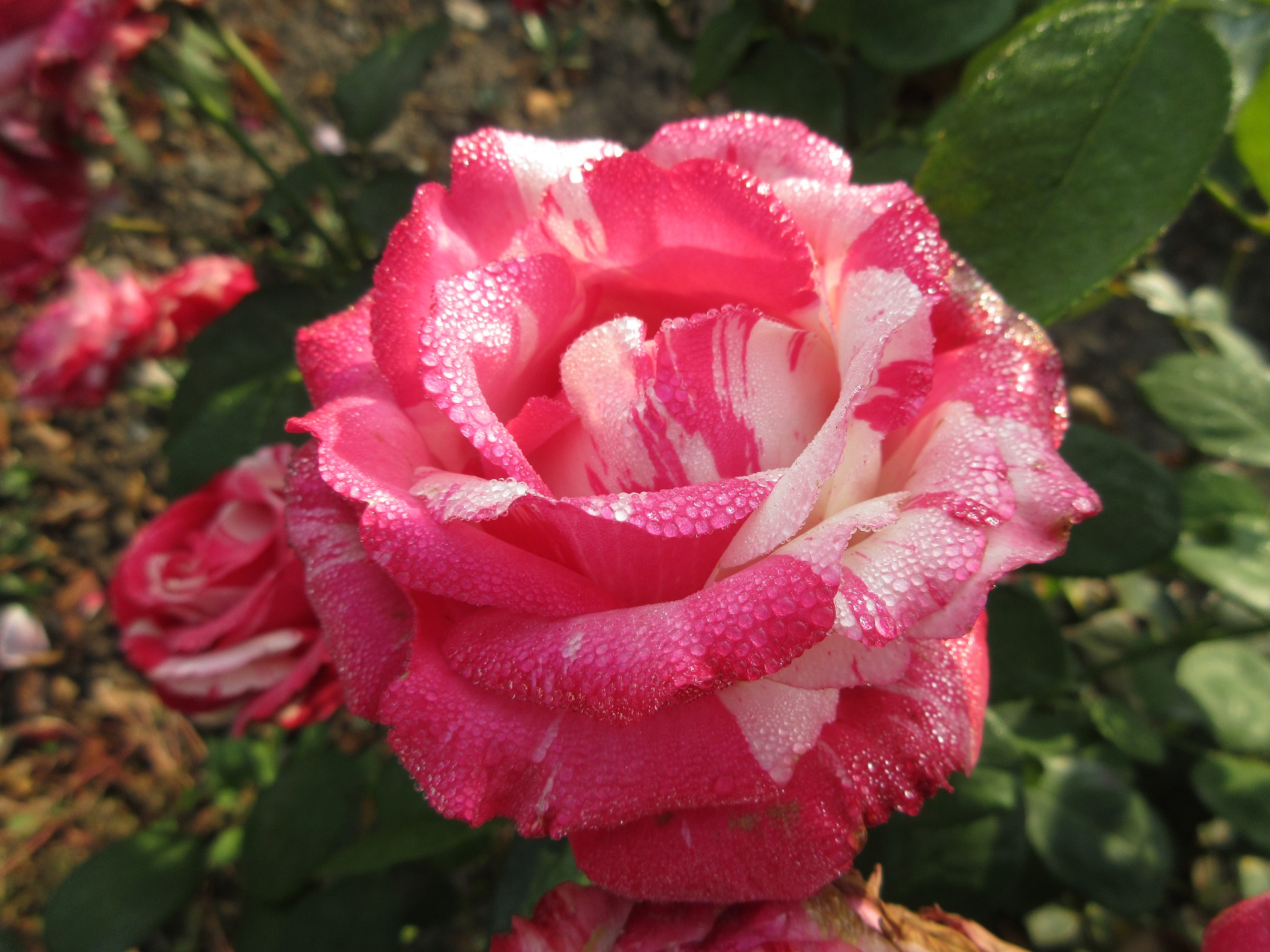 Laden Sie das Blumen, Rose, Erde/natur, Pinke Rose-Bild kostenlos auf Ihren PC-Desktop herunter