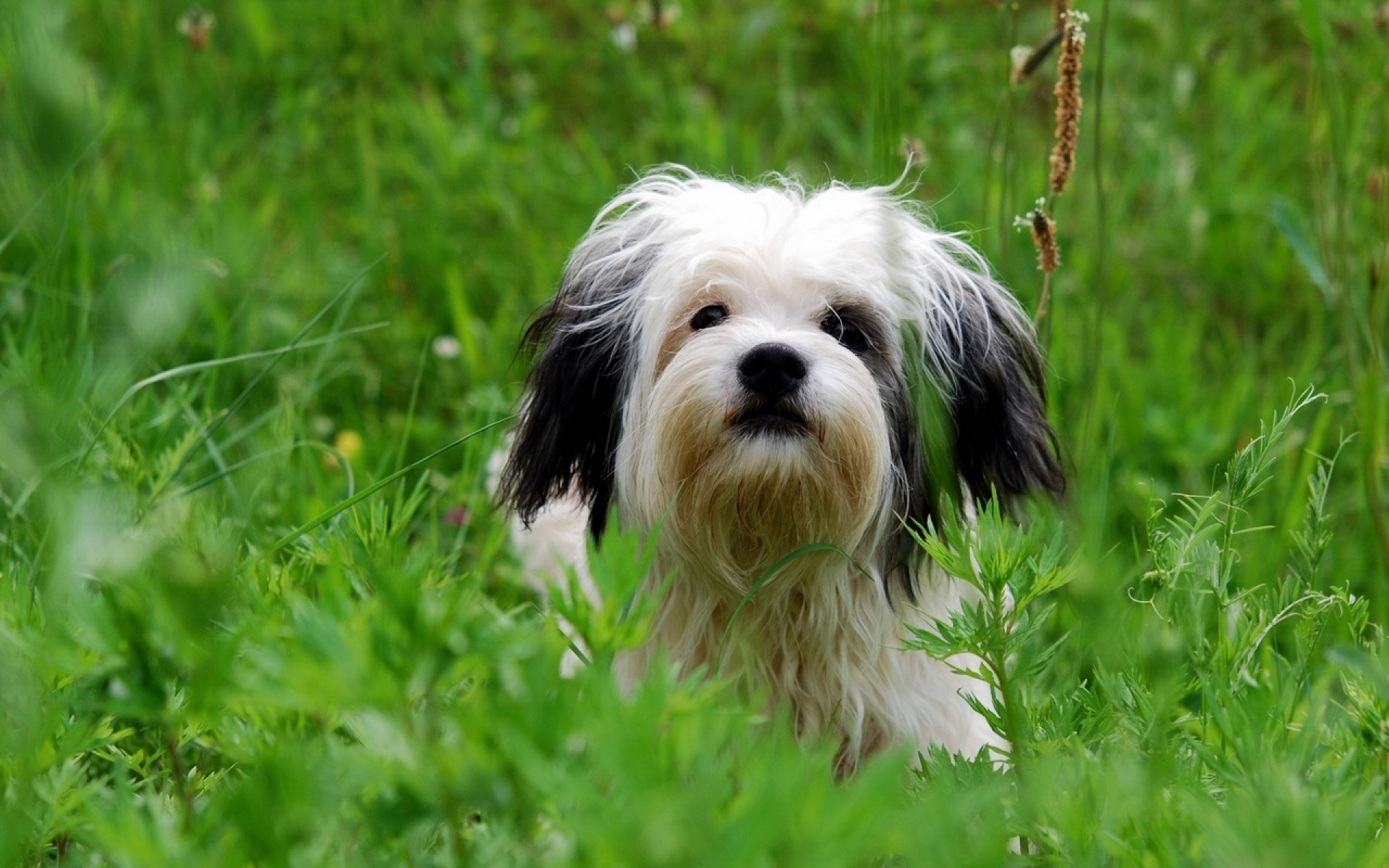 Descarga gratuita de fondo de pantalla para móvil de Perros, Perro, Animales.