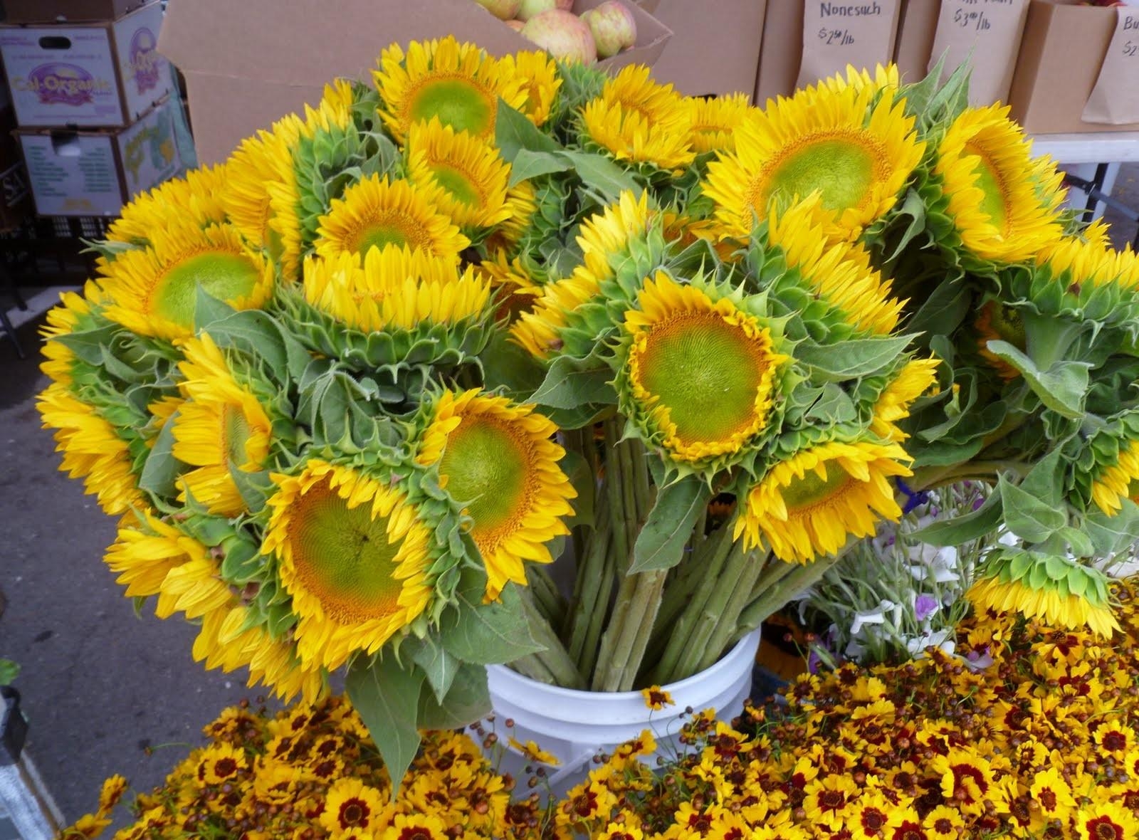 flowers, sunflowers, bouquet, bucket