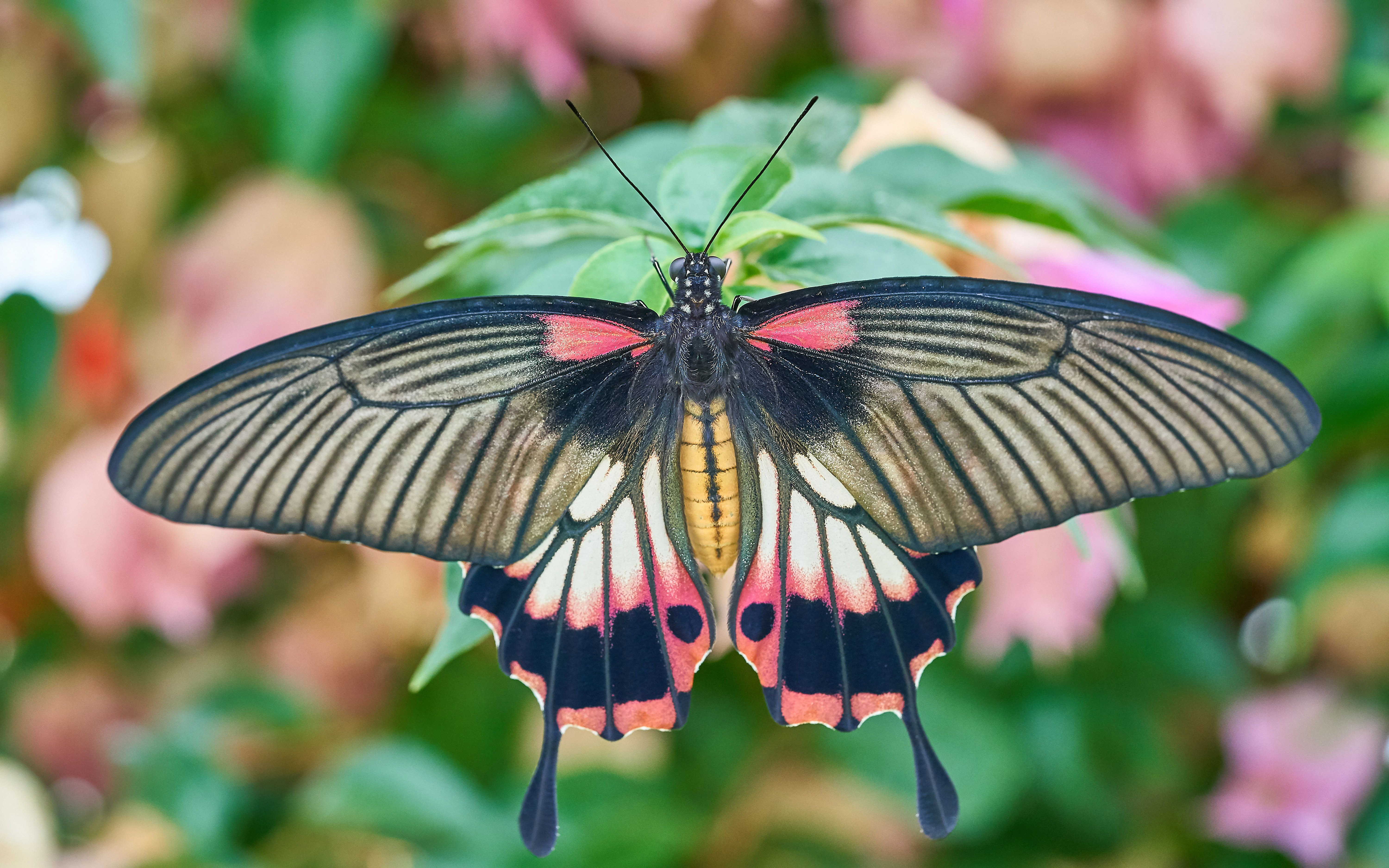 Descarga gratuita de fondo de pantalla para móvil de Animales, Mariposa.