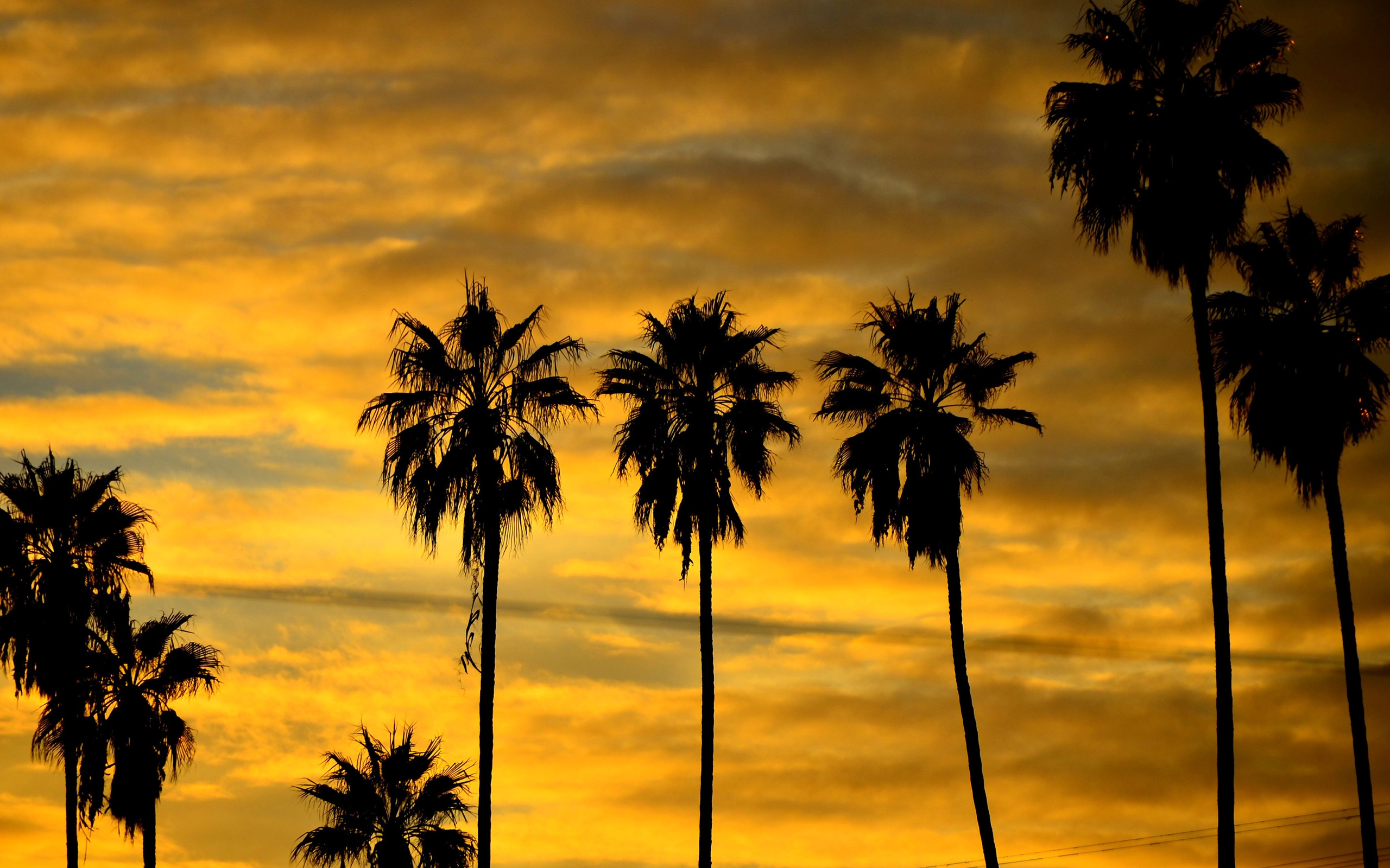 Free download wallpaper Earth, Palm Tree on your PC desktop
