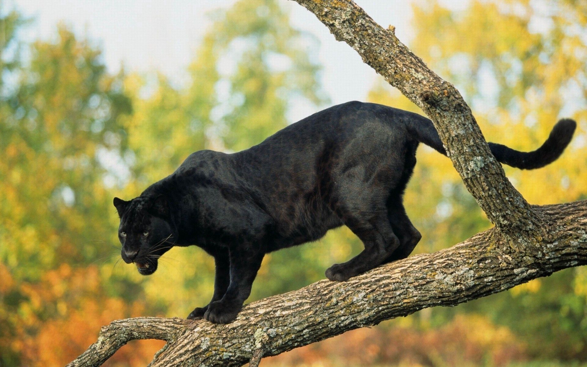 Free download wallpaper Animals, Predator, Log, Trees, Big Cat, Panther on your PC desktop
