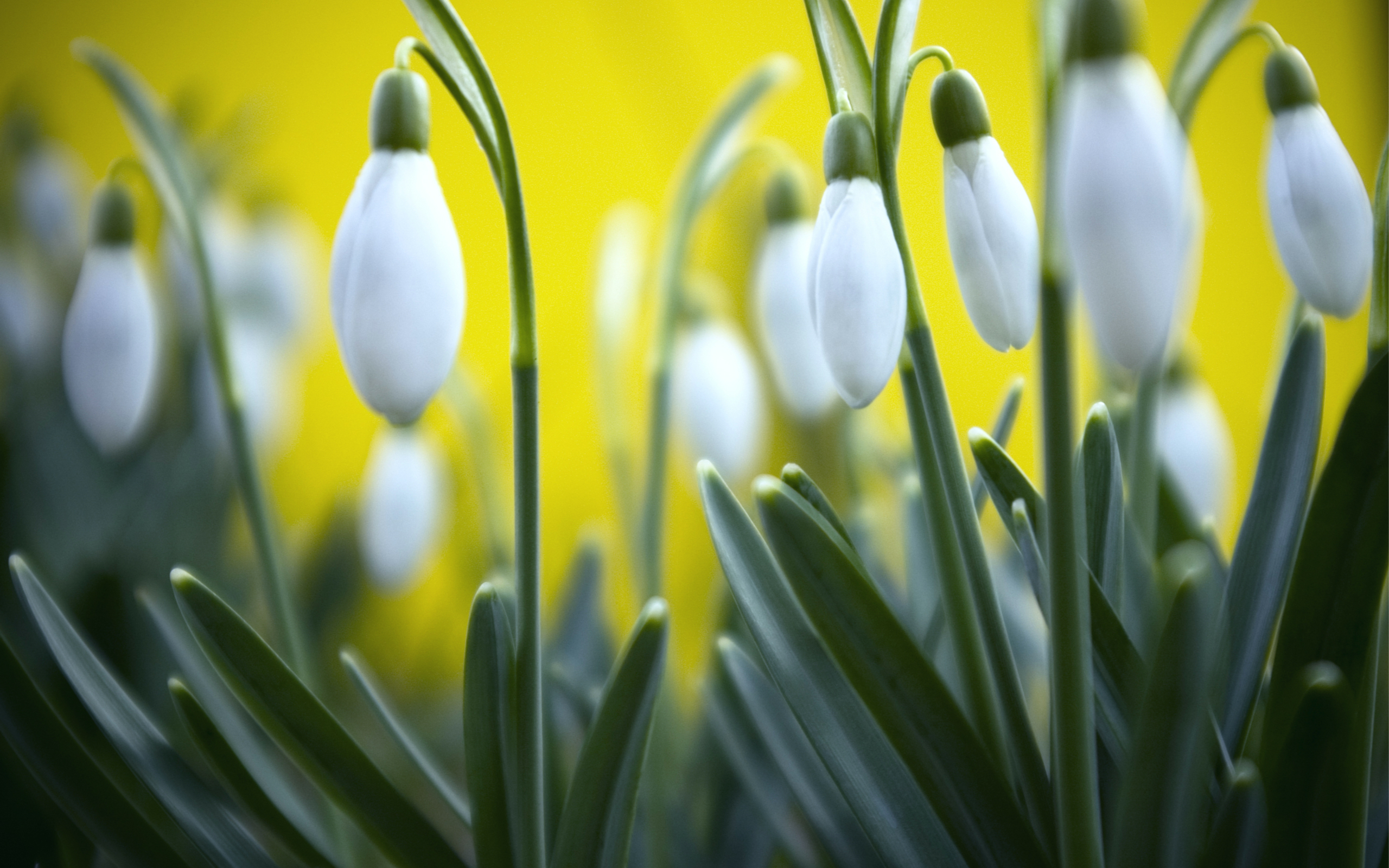 Baixe gratuitamente a imagem Flores, Flor, Terra/natureza, Campânula Branca na área de trabalho do seu PC