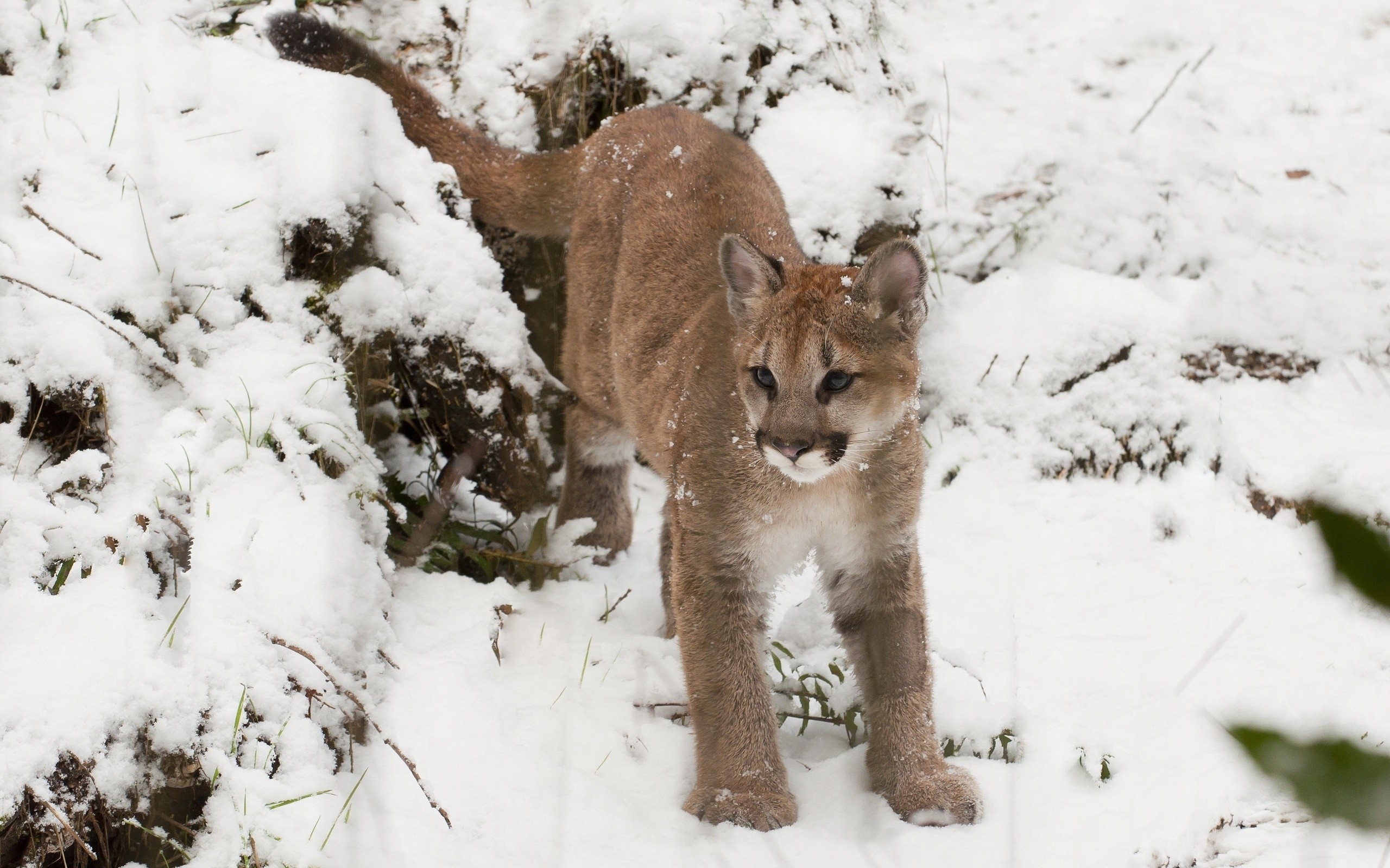 Baixe gratuitamente a imagem Animais, Gatos, Neve, Puma, Animal Bebê na área de trabalho do seu PC