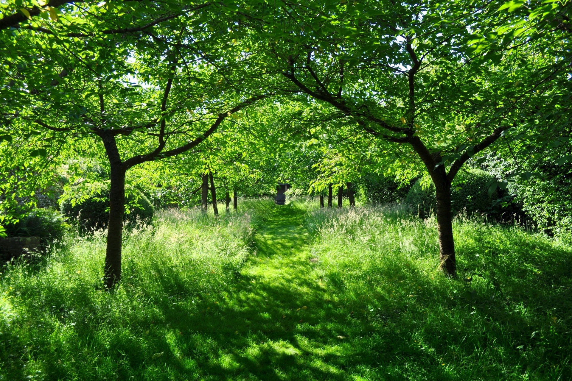 Laden Sie das Natur, Baum, Pfad, Gras, Erde/natur-Bild kostenlos auf Ihren PC-Desktop herunter