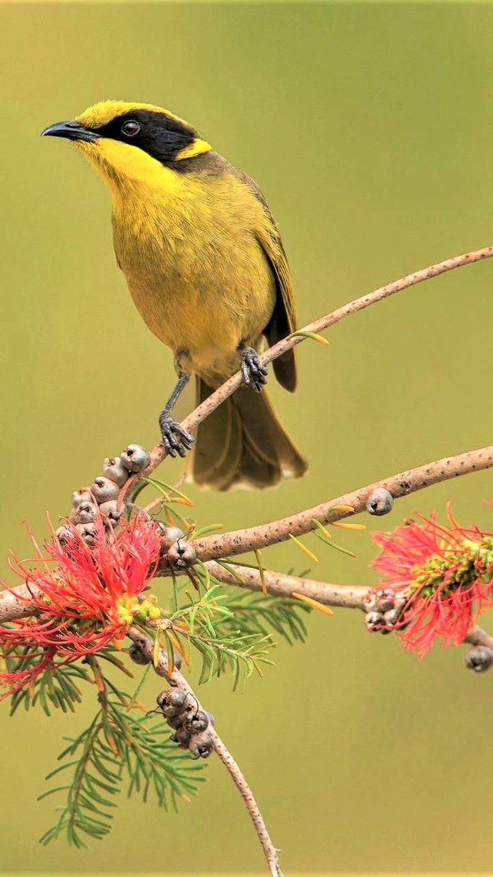 Download mobile wallpaper Birds, Bird, Branch, Animal, Spring, Yellow Tufted Honeyeater for free.