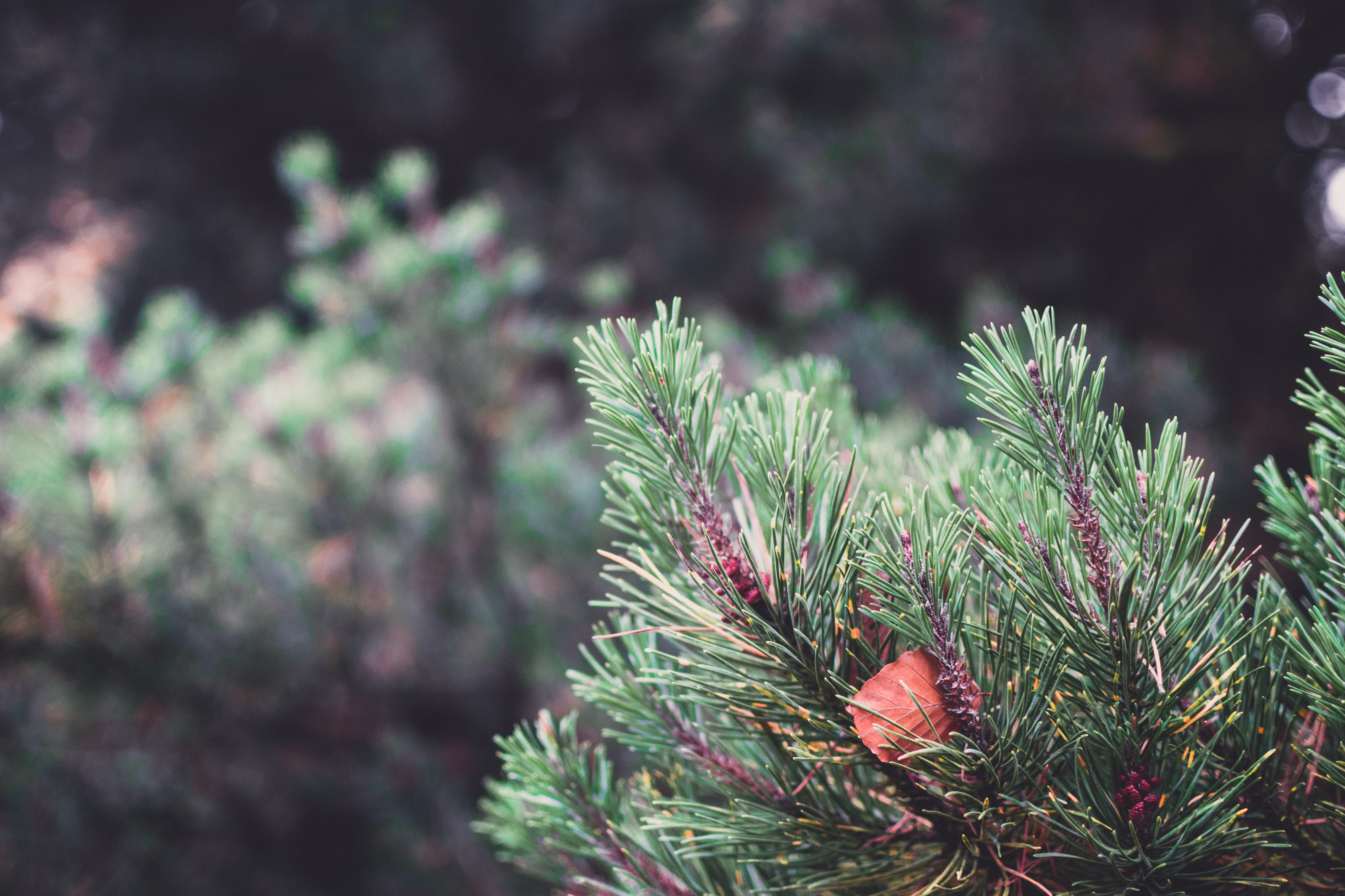 macro, blur, smooth, sheet, leaf, spruce, fir, christmas tree, thorns, prickles