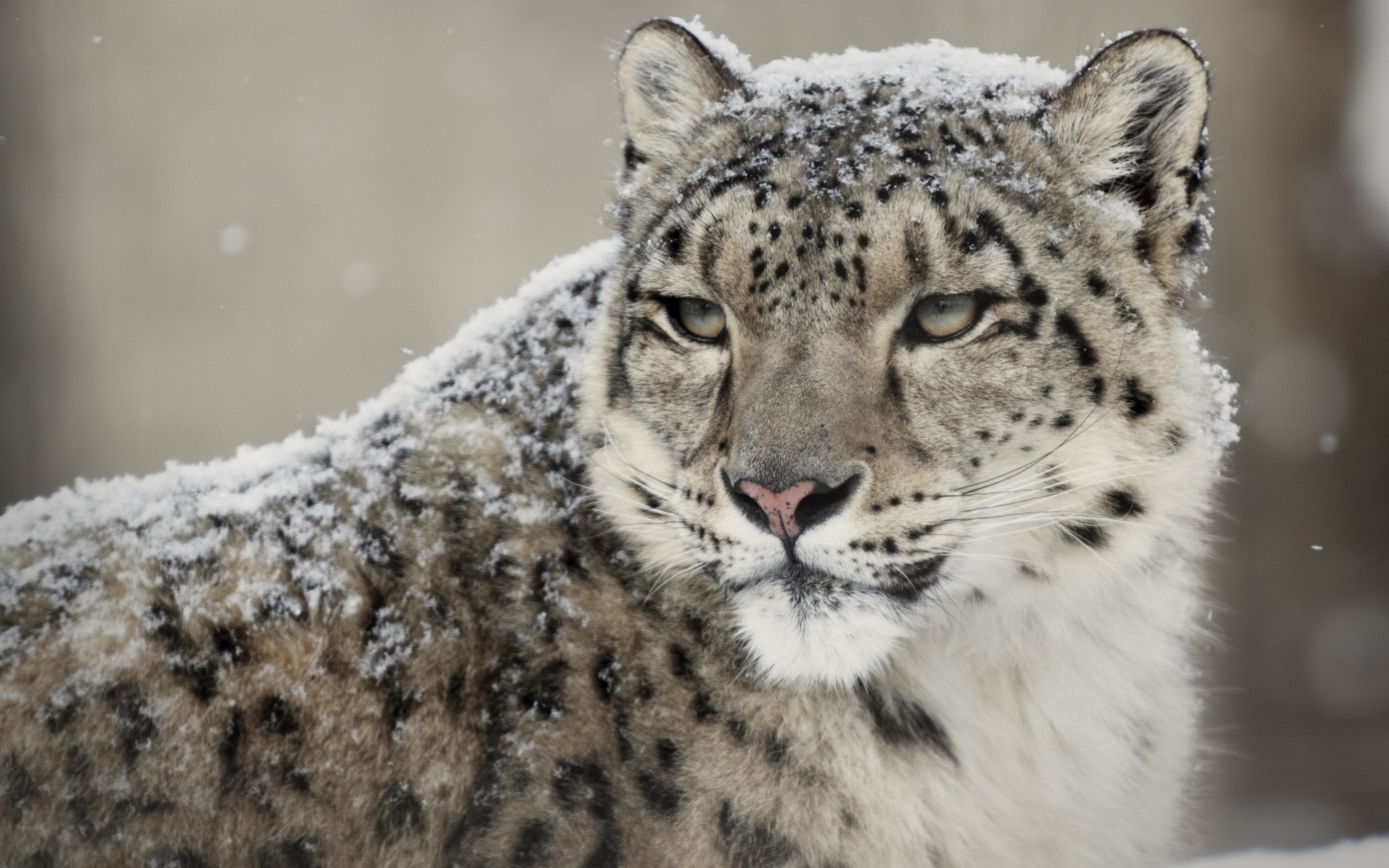 Download mobile wallpaper Cats, Snow Leopard, Animal for free.