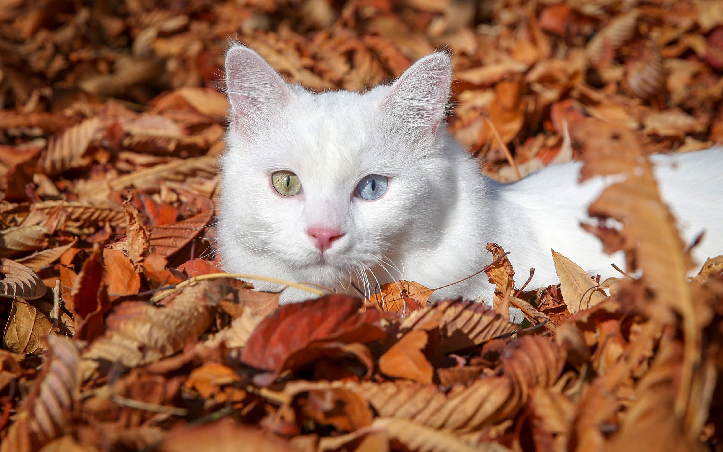 PCデスクトップに動物, 葉, ネコ, 猫, 見詰める画像を無料でダウンロード
