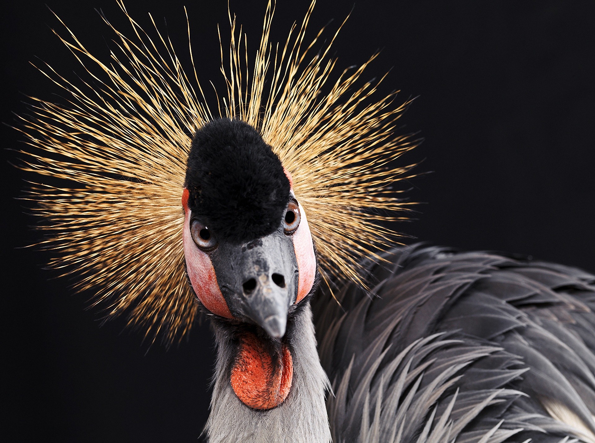 grey crowned crane, animal, birds
