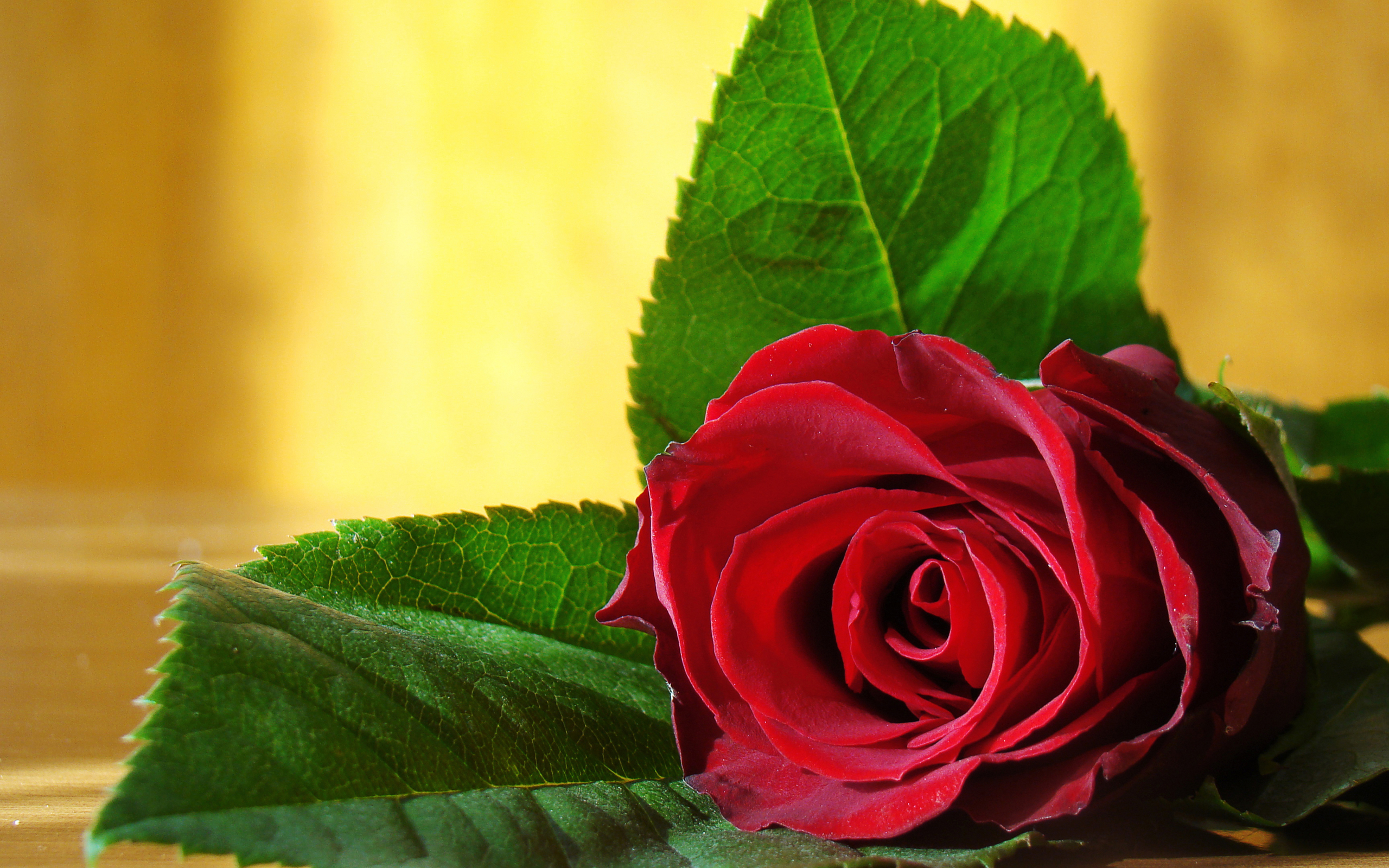 Download mobile wallpaper Red Rose, Flowers, Flower, Rose, Earth for free.