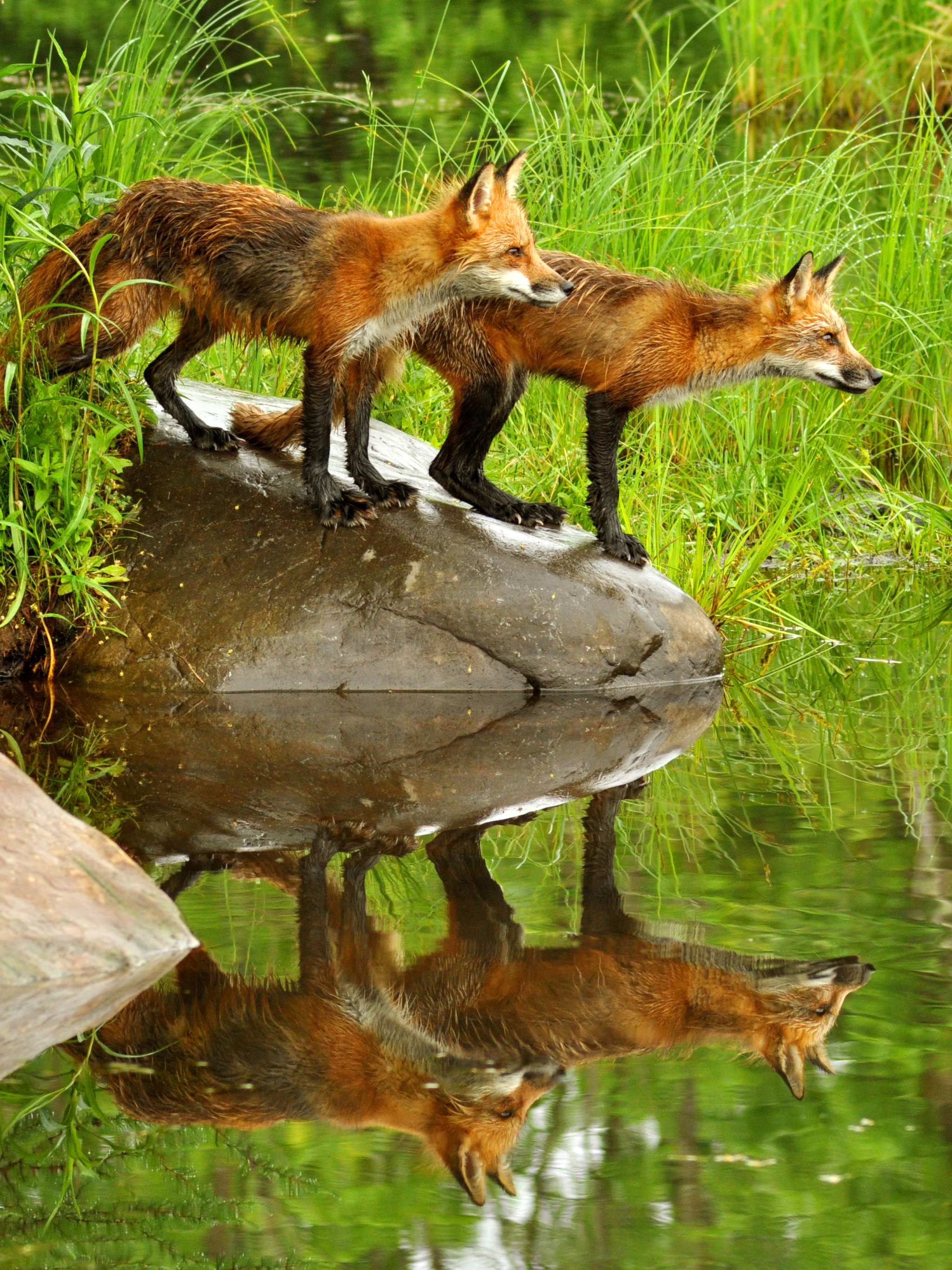 Download mobile wallpaper Nature, Fox, Reflection, Animal for free.