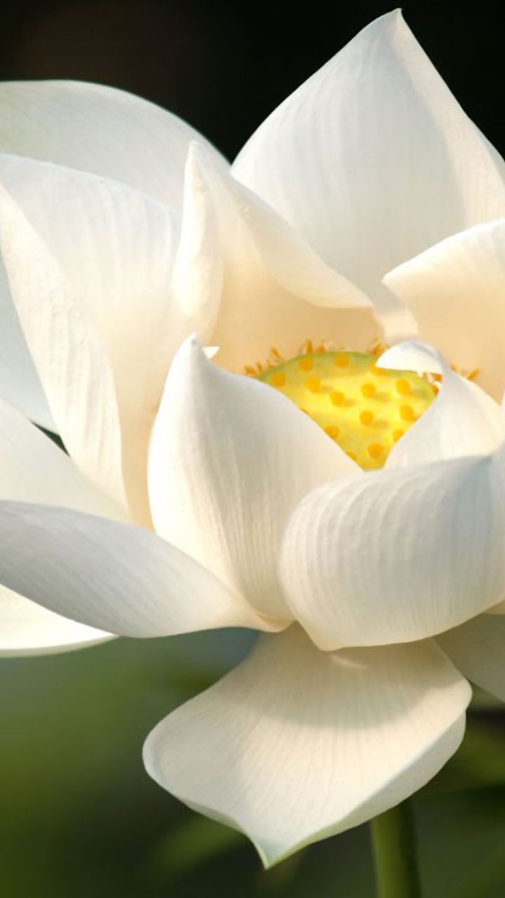 Handy-Wallpaper Blumen, Lotus, Blume, Erde, Weiße Blume, Erde/natur kostenlos herunterladen.