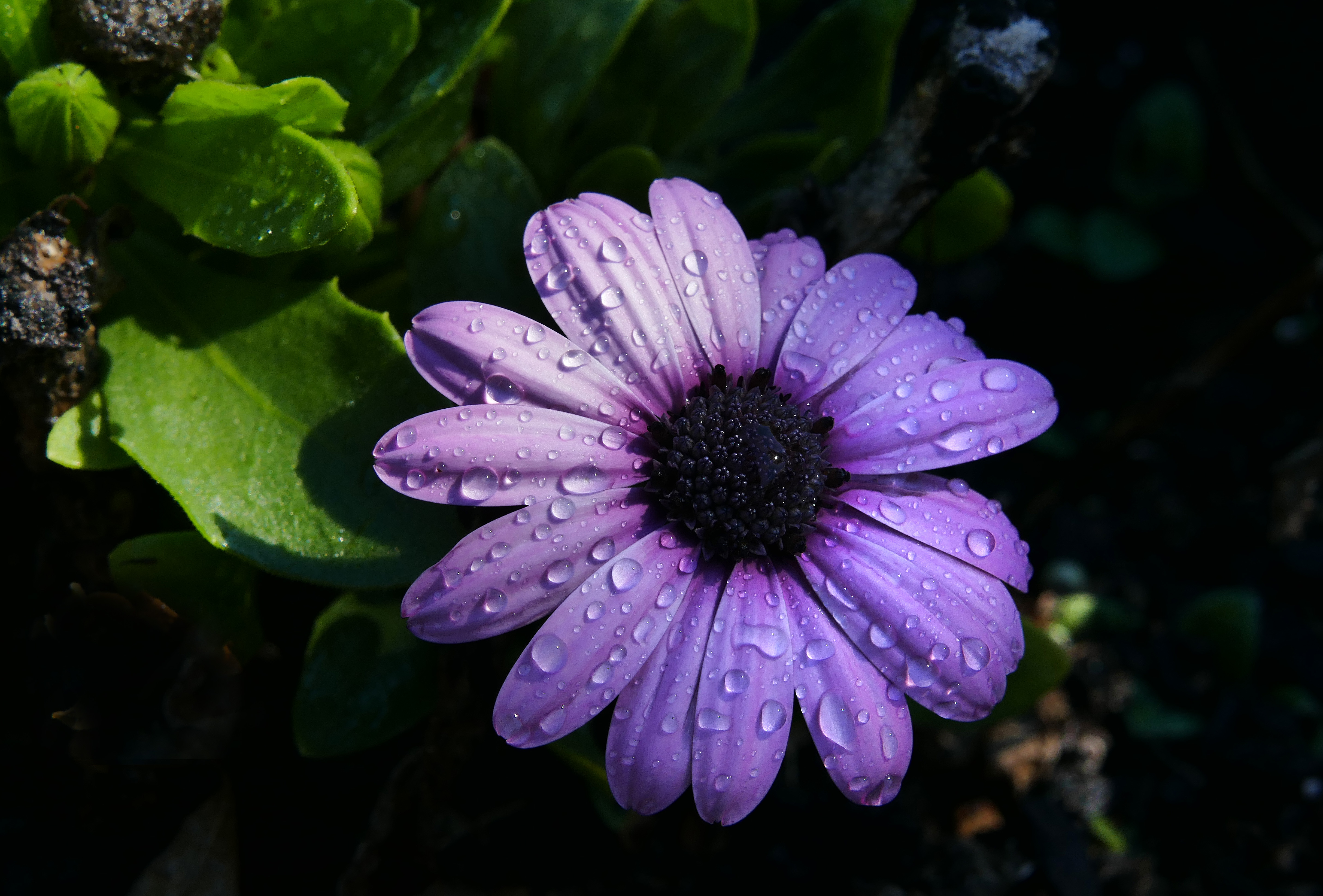 Free download wallpaper Flowers, Violet, Flower, Chamomile, Petals, Camomile, Purple on your PC desktop